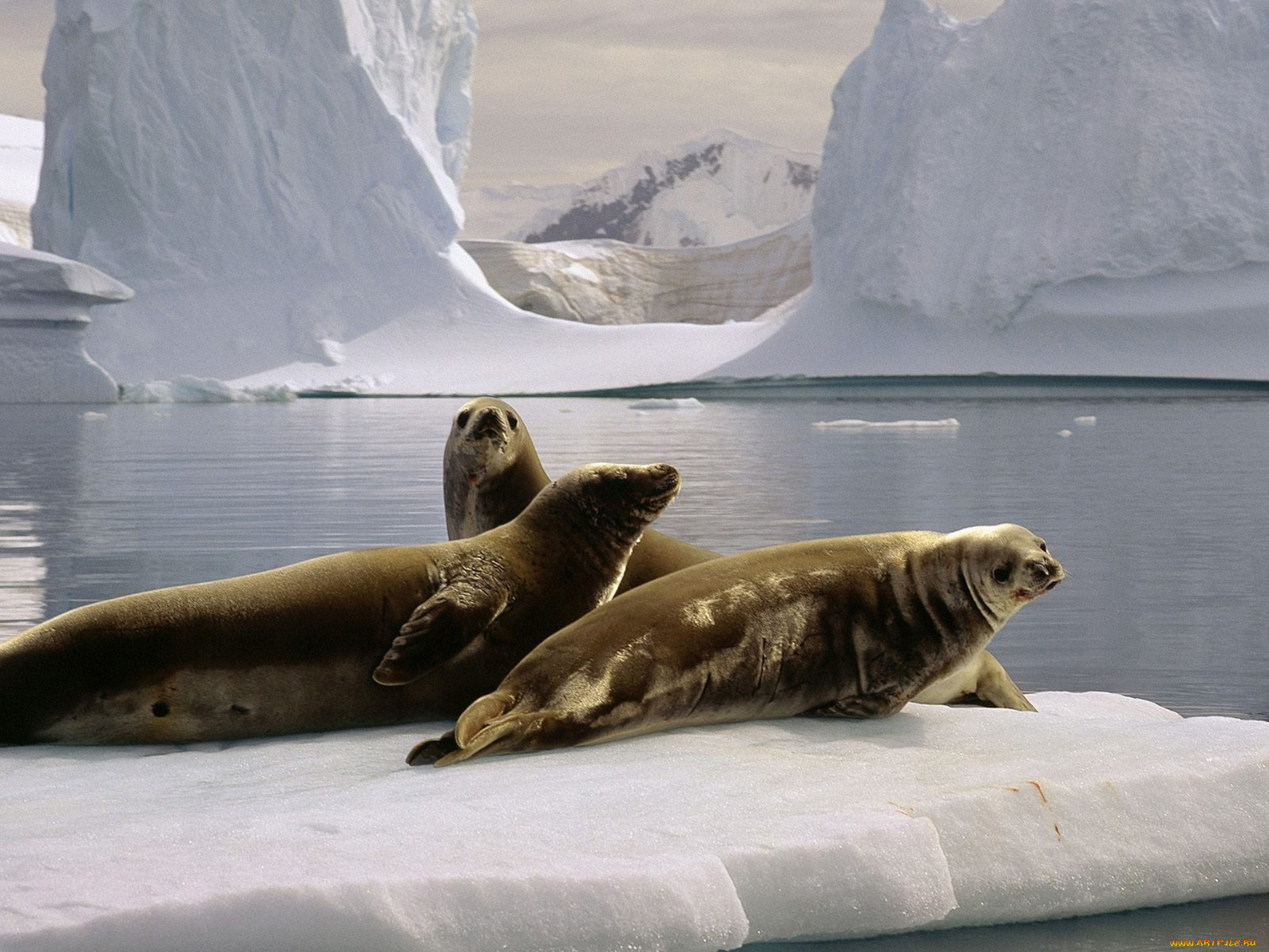 Северный ледовитый животный мир. Морские котики в Северном Ледовитом океане. Ластоногие Северного Ледовитого океана. Тюлені Антарктида. Тюлень в арктической пустыне.