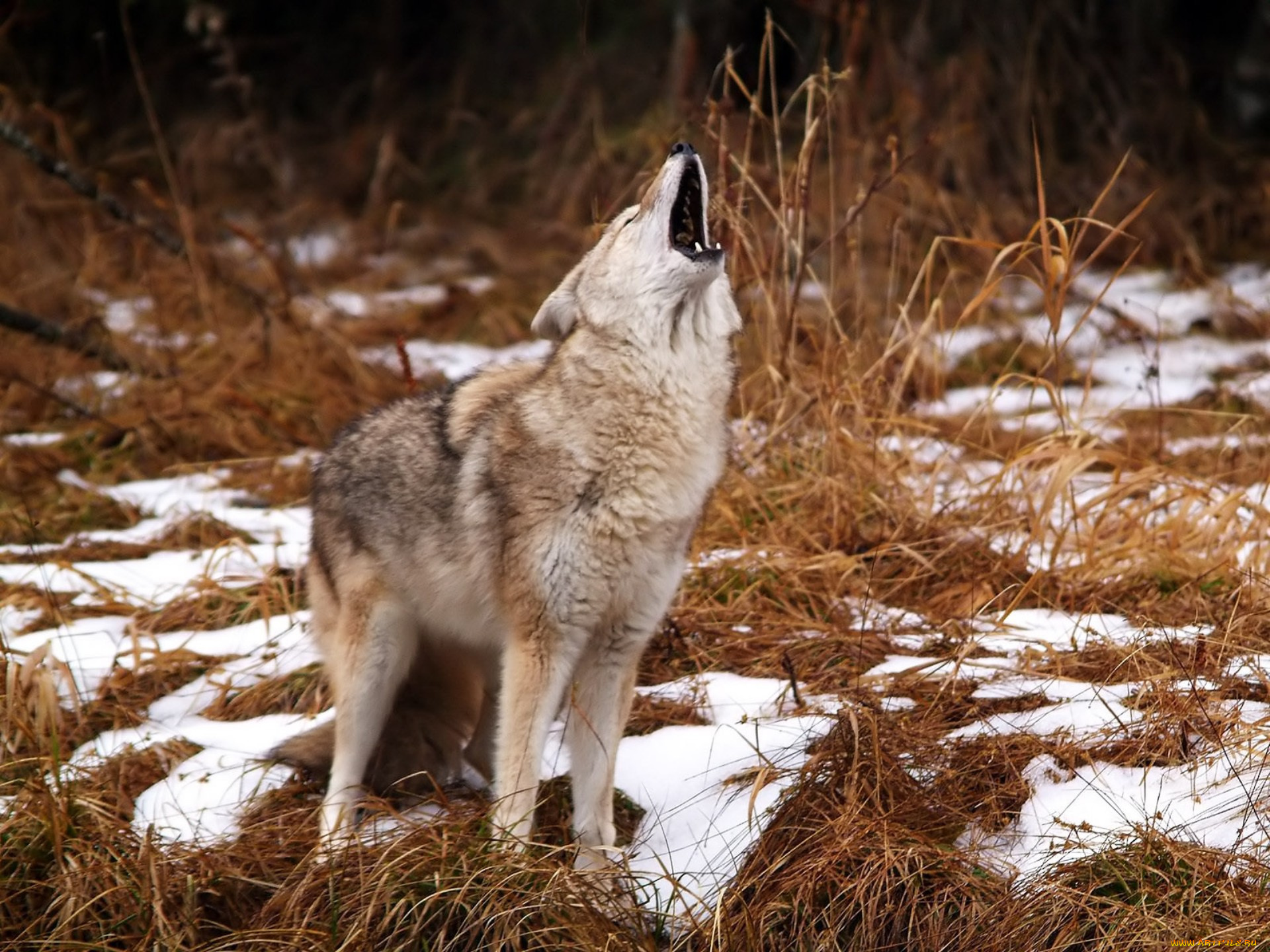 Бизон койот. Койот Степной волк. Крымский Степной волк. Волк Долины Маккензи. Волк в лесостепи.
