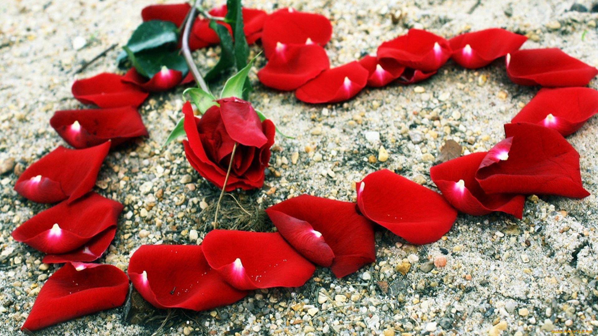 цветы, розы, сердечко, камни, лепестки, красный