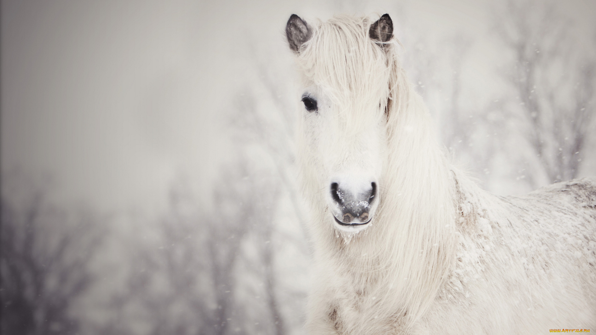 животные, лошади, лошадь, снег, белая, снежная