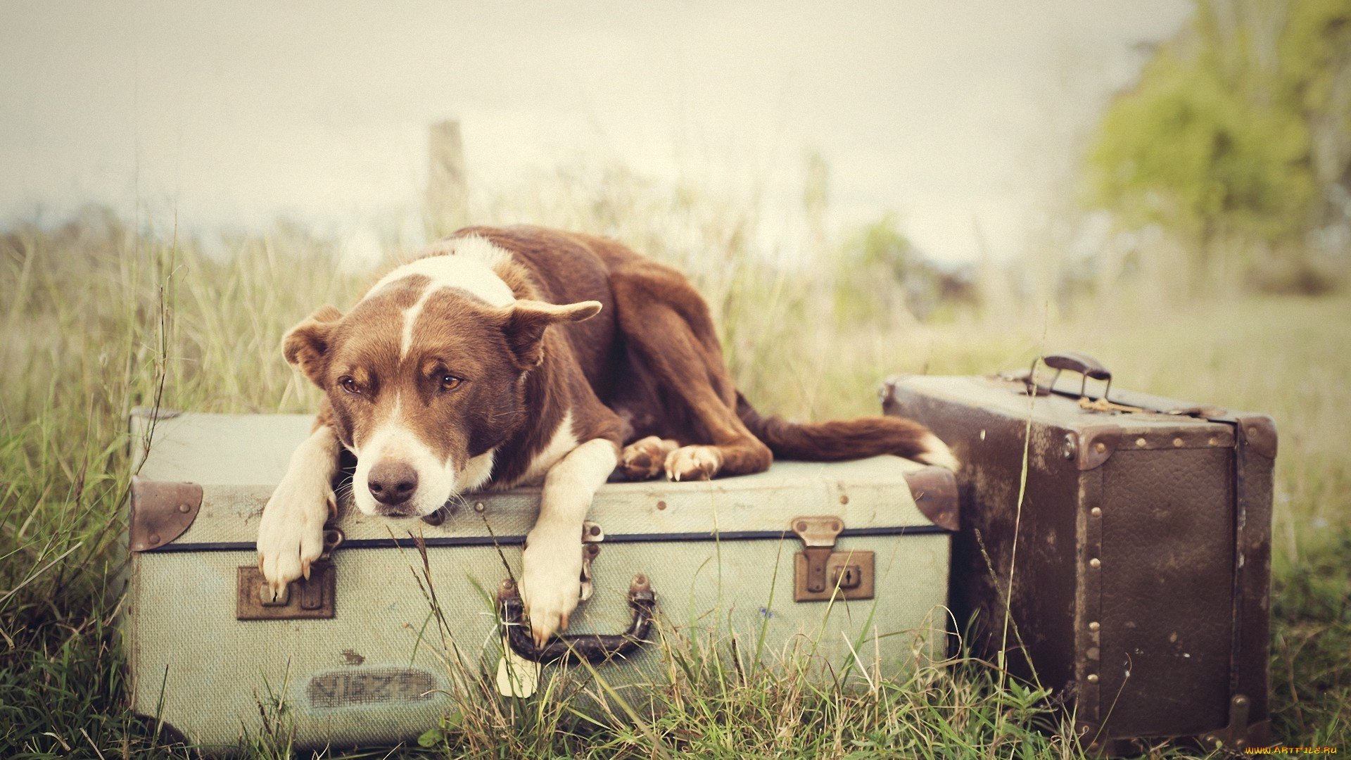 животные, собаки, собака, багаж, чемоданы, трава