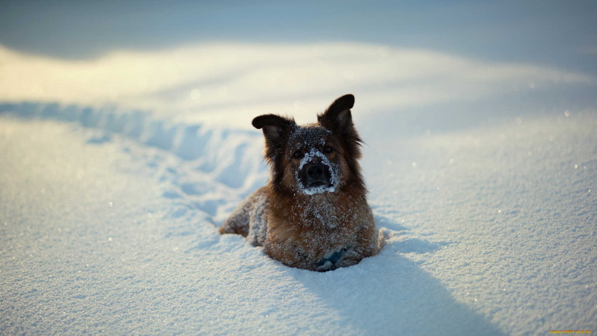 животные, собаки, зима, снег