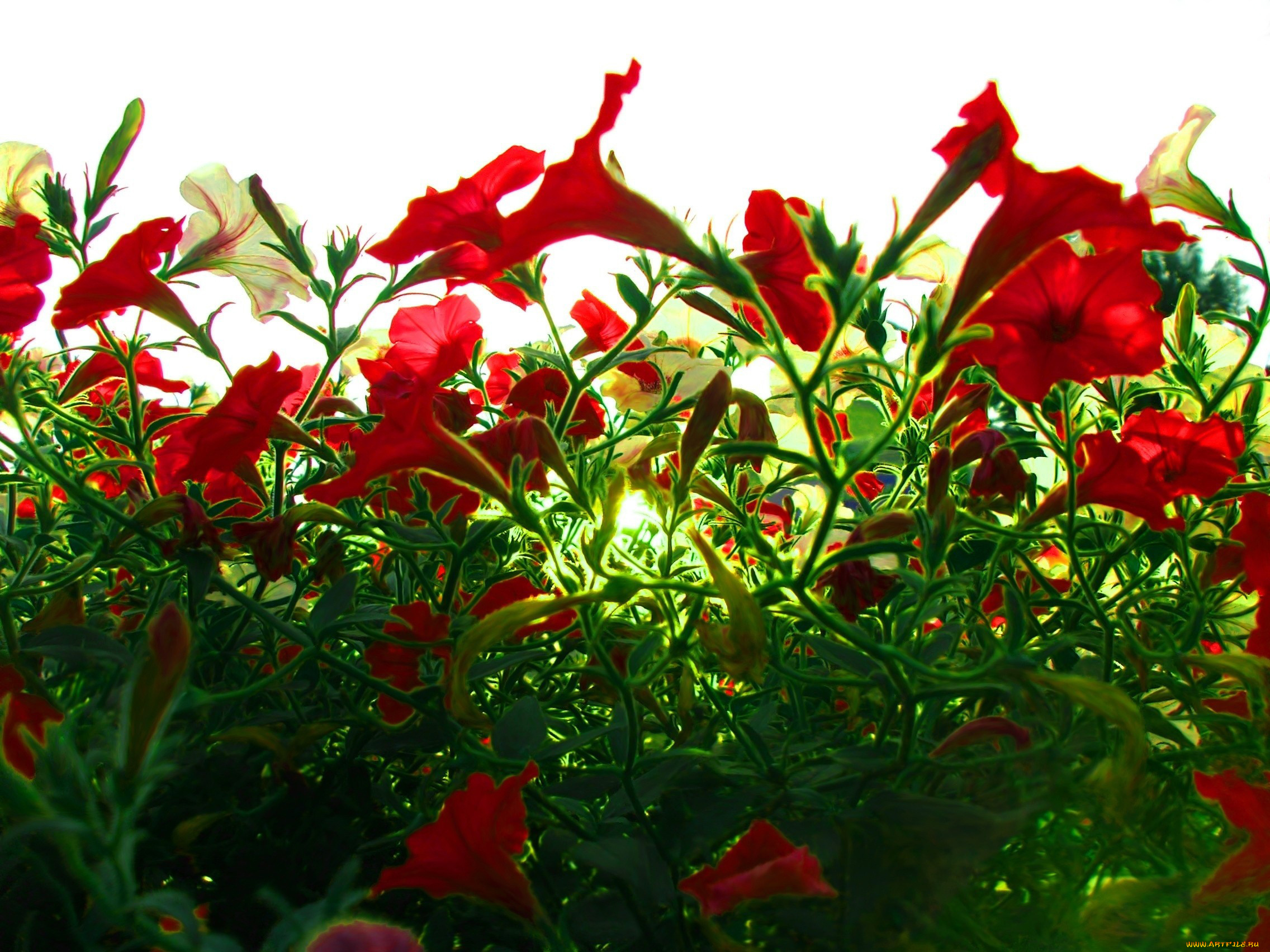 цветы, петунии, калибрахоа, красный