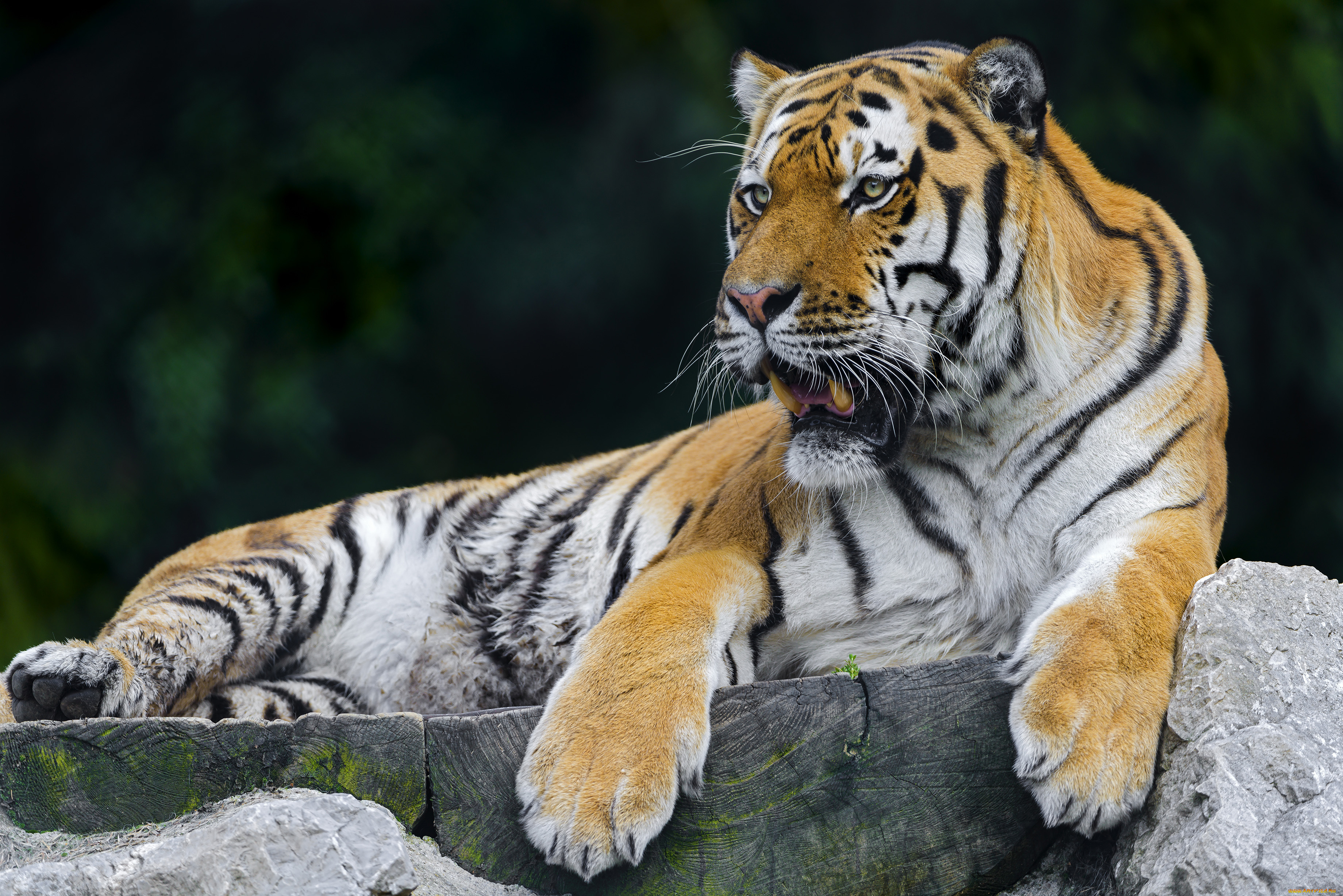животные, тигры, хищник, отдых