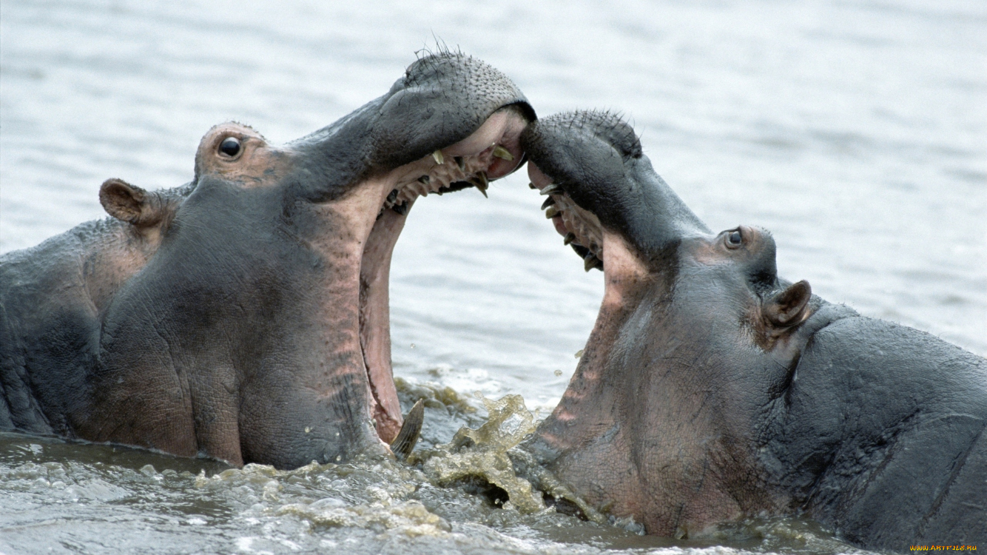 бегемоты, животные, бегемот, hippopotamus, млекопитающие, китопарнокопытные, бегемотовые, клыки, пасть, вода