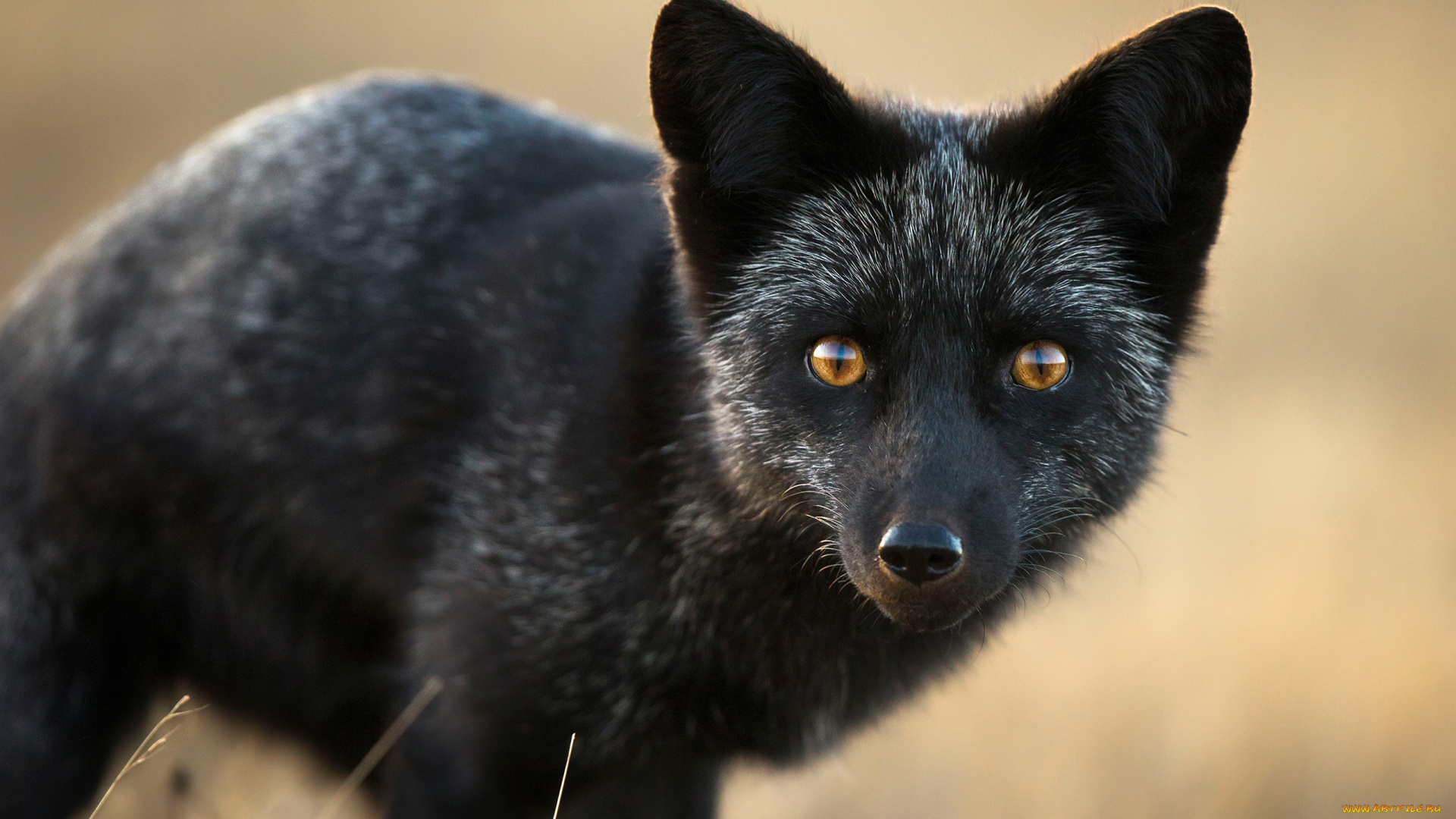 чернобурая, лисица, животные, лисы, чернобурая, лисица, black, fox, чернобурка, псовые, лисицы, млекопитающие, мех, пушнина, чёрная, лиса, хищник