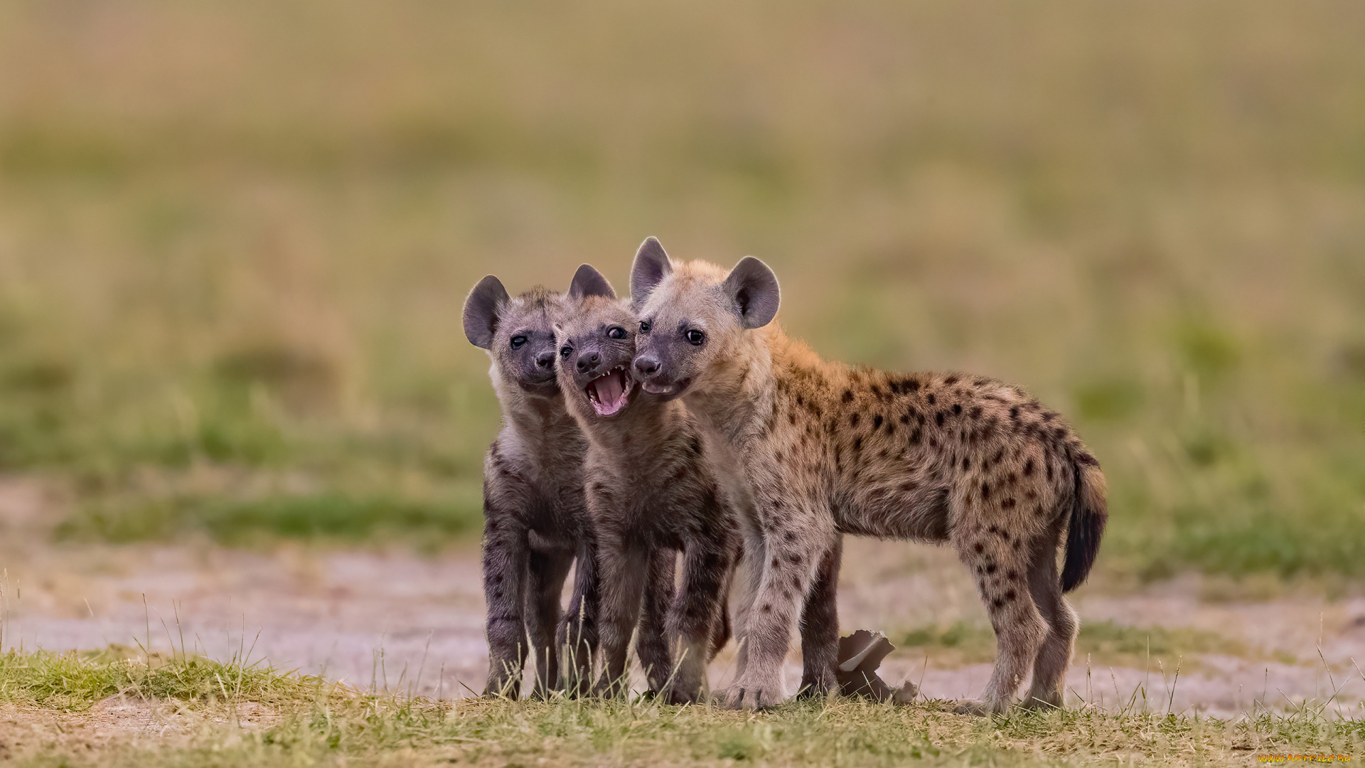 гиена, животные, гиены, , гиеновые, собаки, hyena, щенки, гиеновые, хищник,...