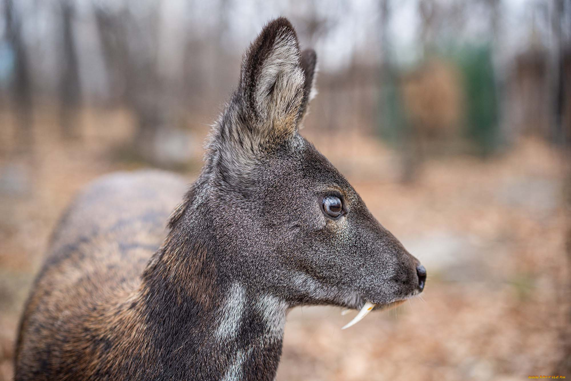 кабарга, животные, -, другое, musk, deer, кабарги, кабарговые, китопарнокопытные, млекопитающие, клыки