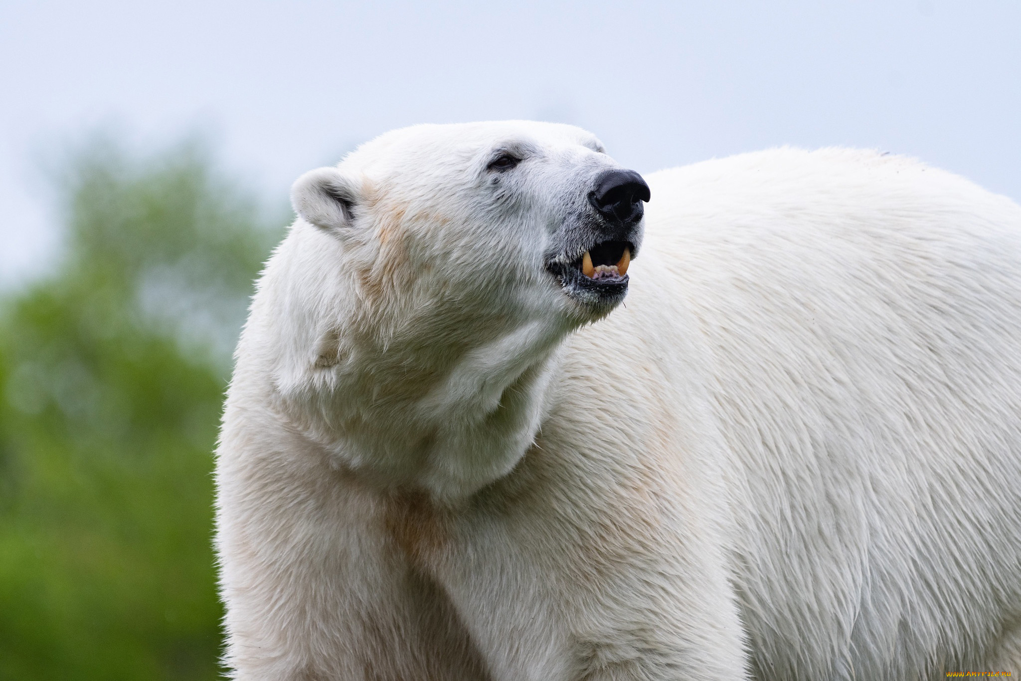 белый, полярный, медведь, животные, медведи, белый, полярный, медведь, хищники, медвежьи, млекопитающие, снег, мороз, льды, шерсть, когти, пасть, клыки