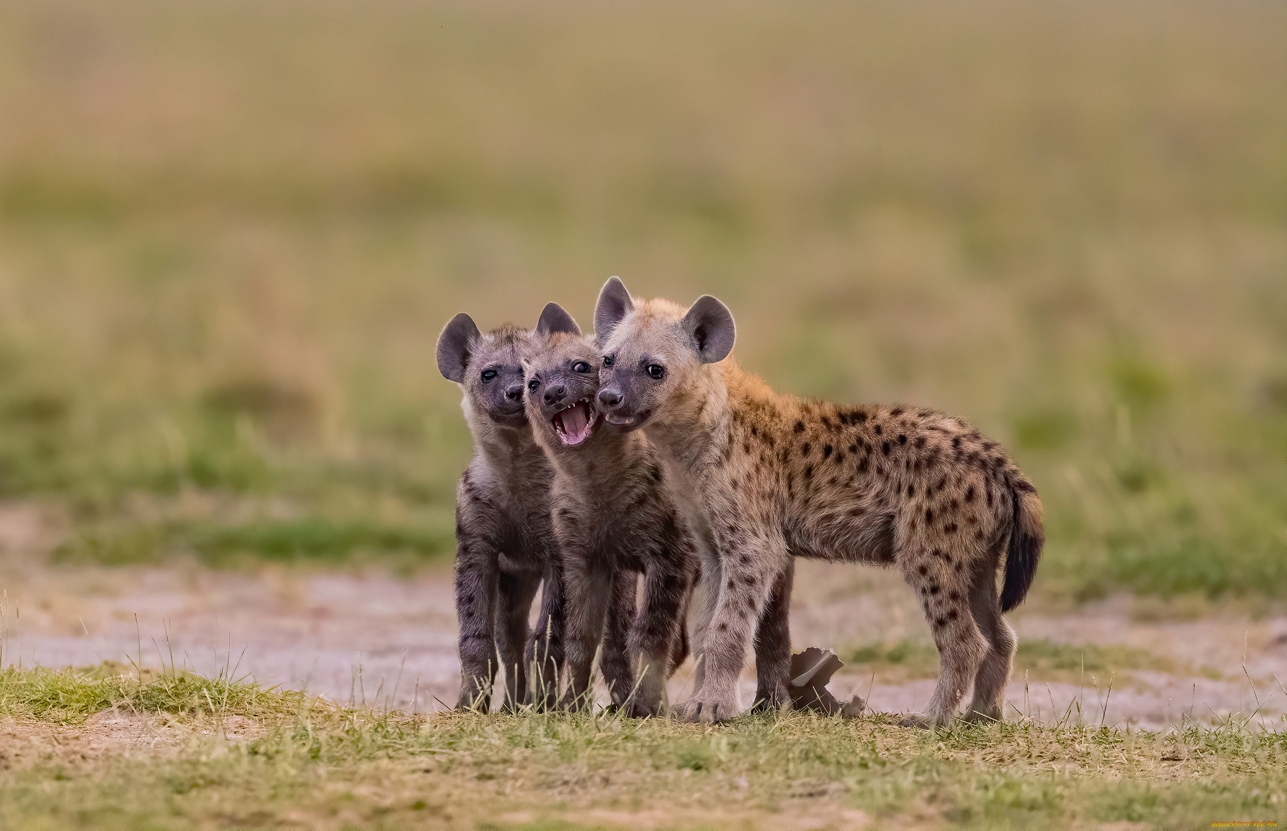 гиена, животные, гиены, , гиеновые, собаки, hyena, щенки, гиеновые, хищник, млекопитающее, шерсть, когти, оскал, зубы, африка