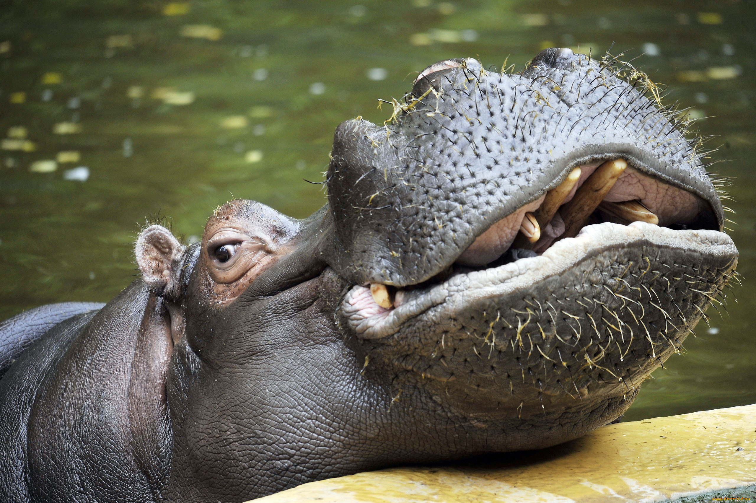 бегемот, животные, бегемоты, hippopotamus, млекопитающие, китопарнокопытные, бегемотовые, клыки, пасть, вода