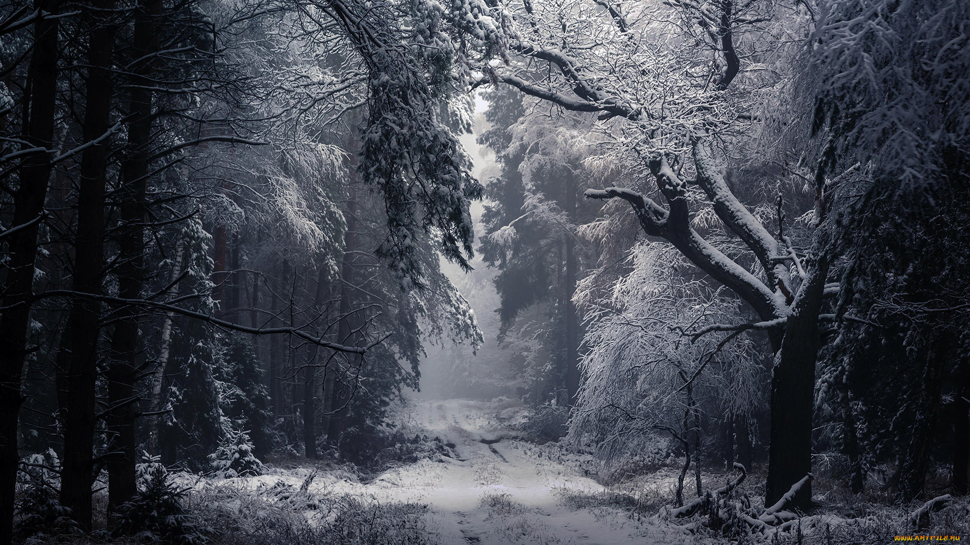 природа, лес, снег, деревья, туман, зима