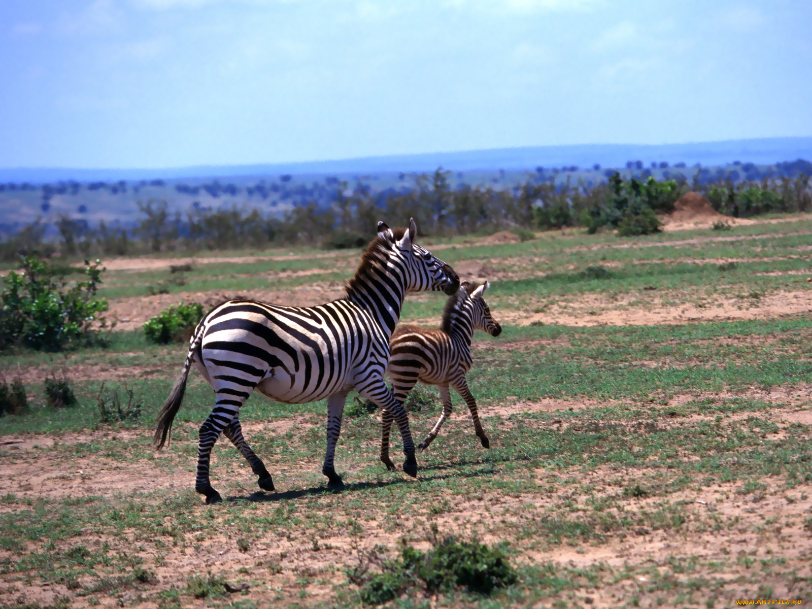животные, зебры, зебра, африка