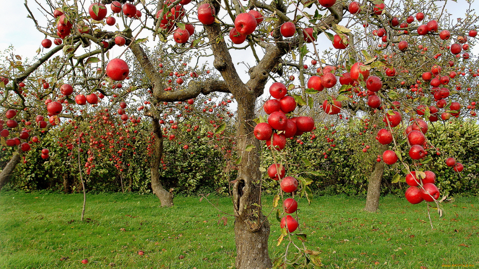 природа, плоды, осень, яблоки, яблони