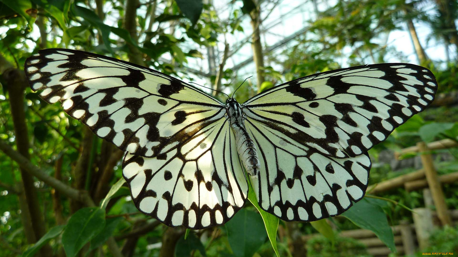 животные, бабочки, butterfly