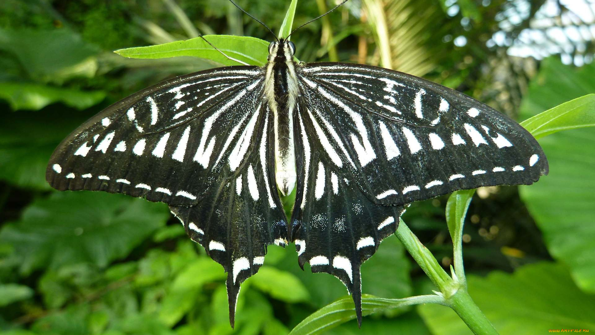 животные, бабочки, butterfly