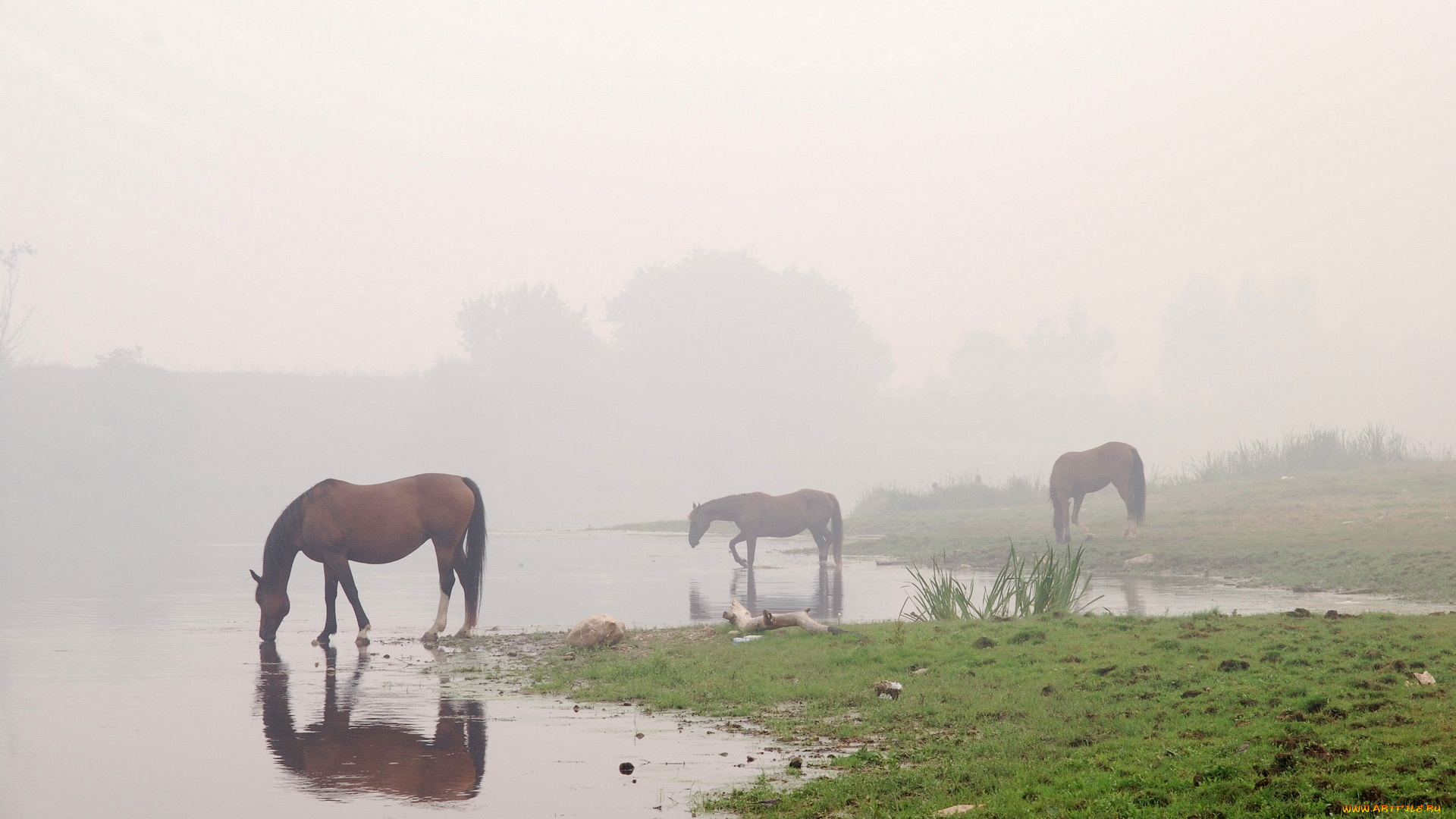 животные, лошади, конь, туман, лошадь