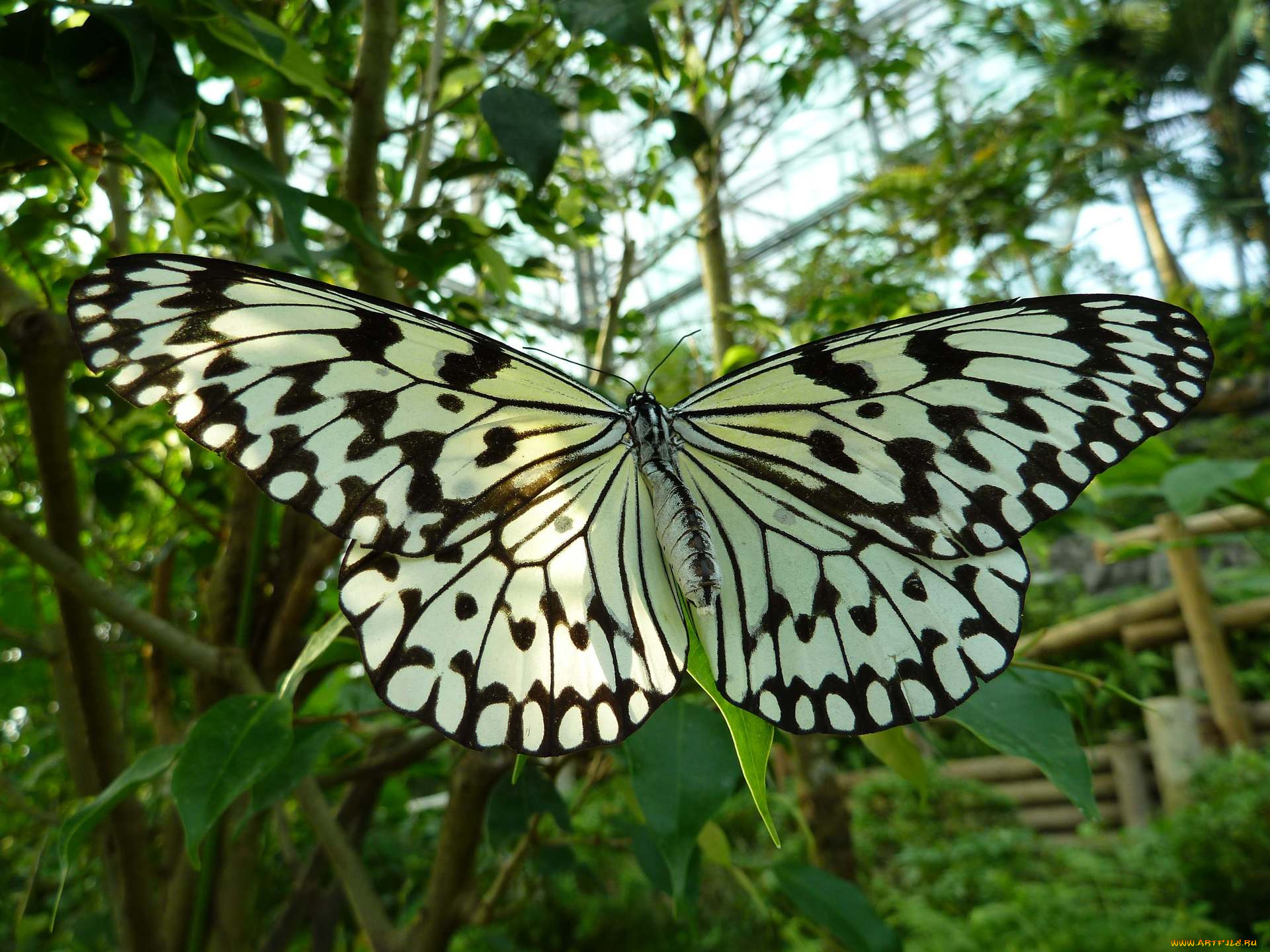 животные, бабочки, butterfly