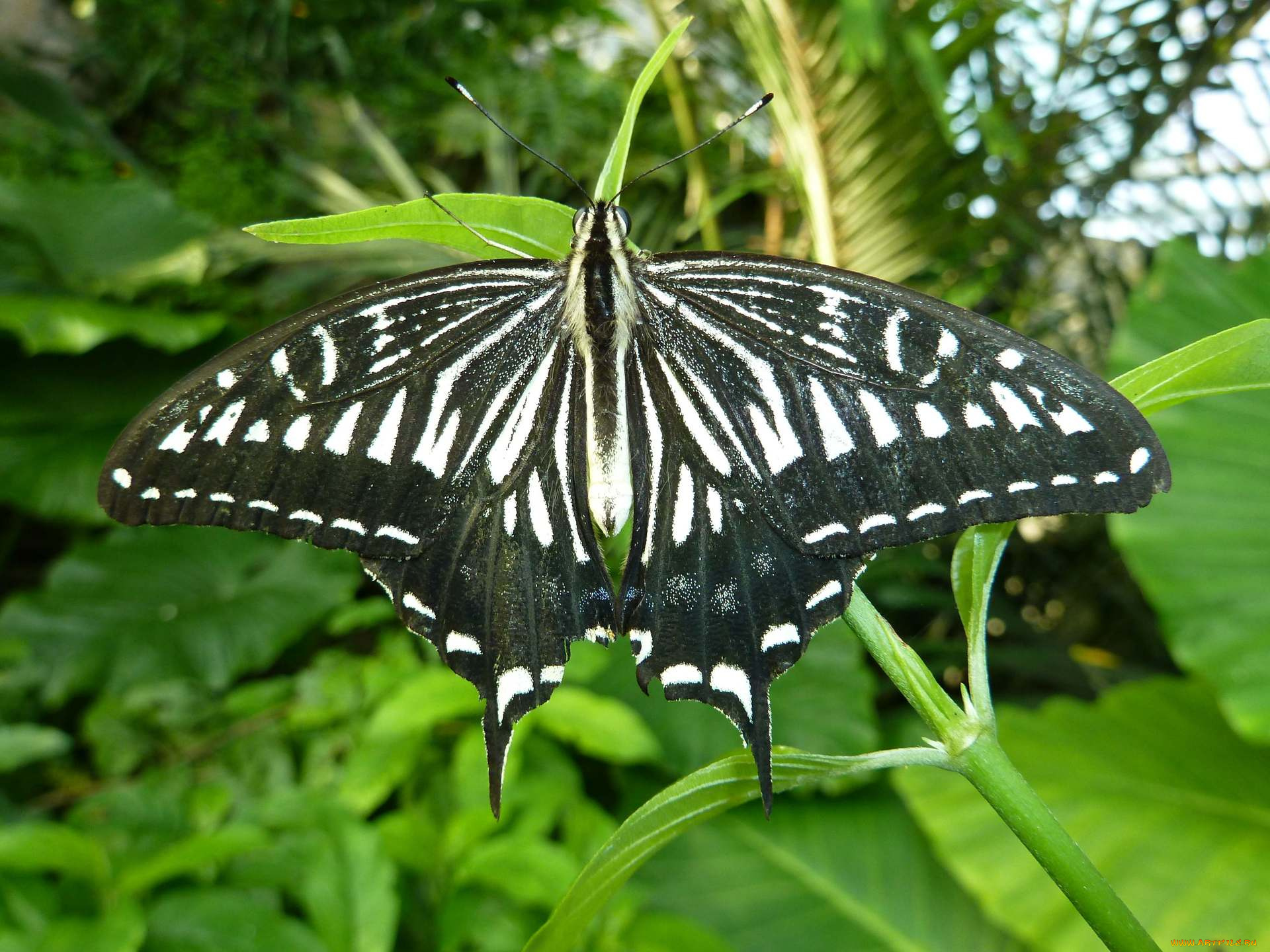 животные, бабочки, butterfly