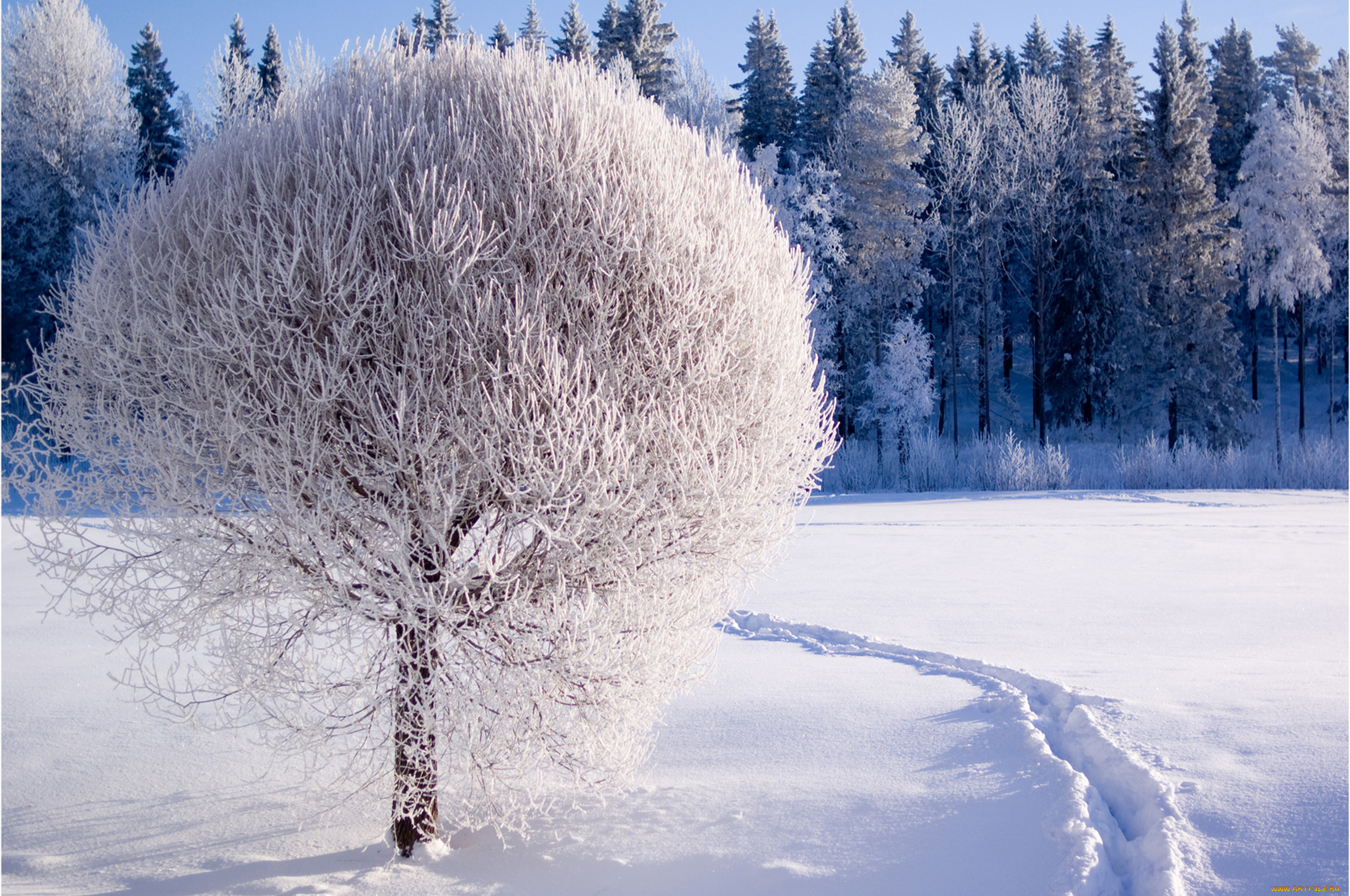 природа, зима, иней, снег, лес, дерево