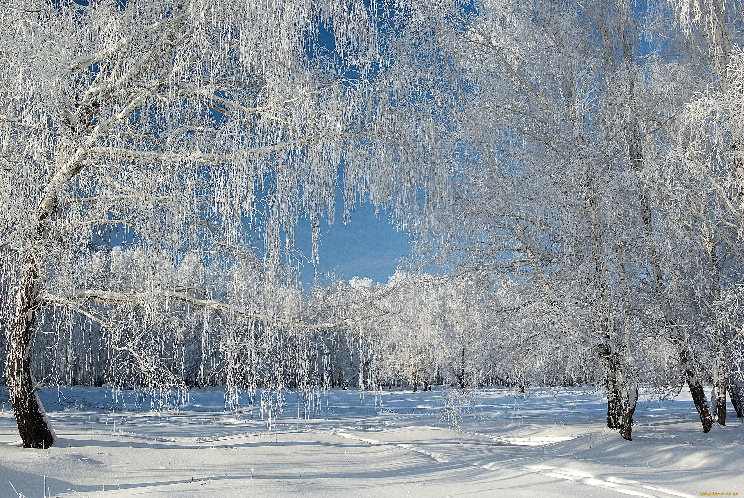 природа, зима, деревья, снег, иней