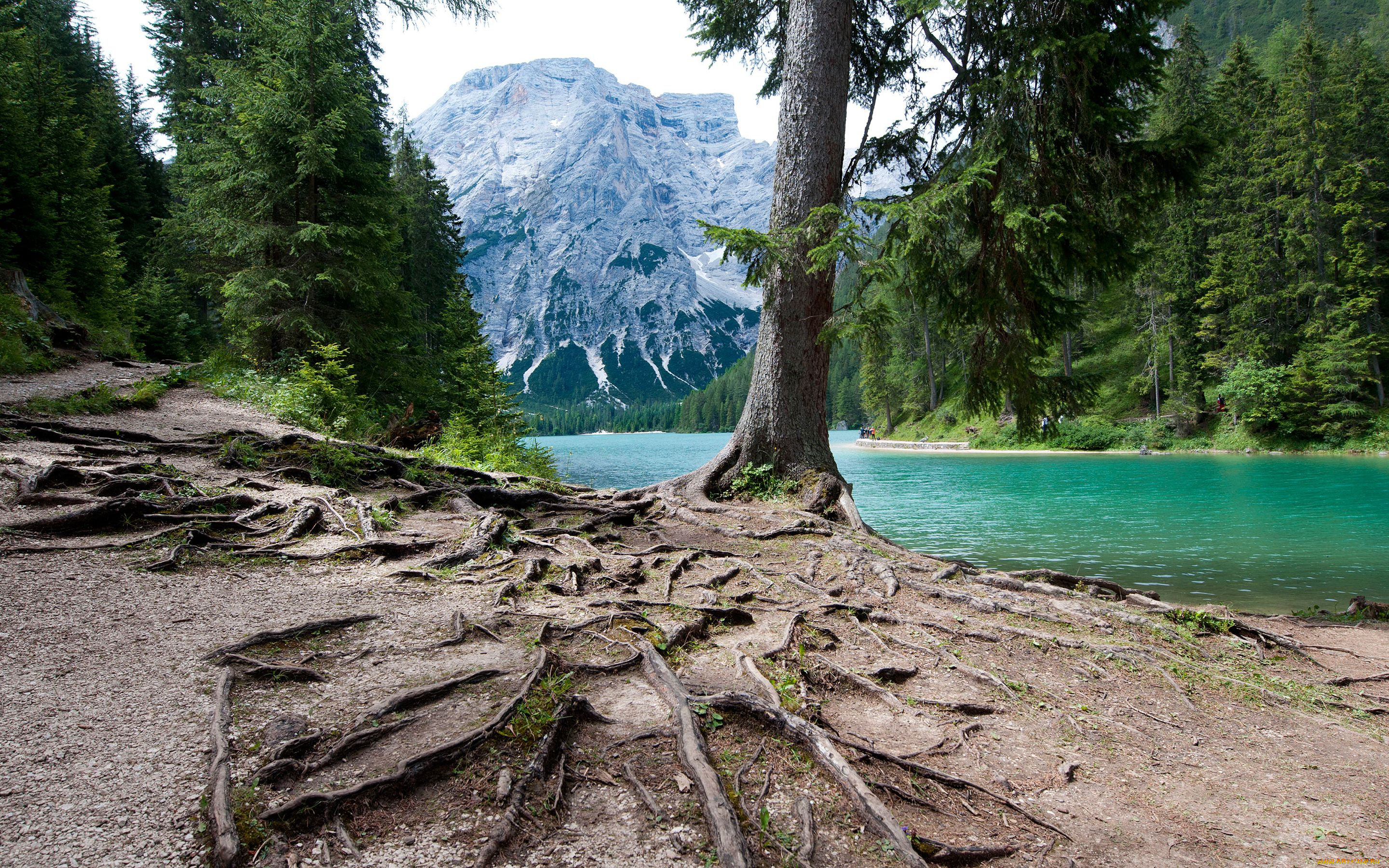 Самостоятельная природа. Красивые места леса. Озеро посреди леса. Горы озеро дерево. Горы озеро сосны.