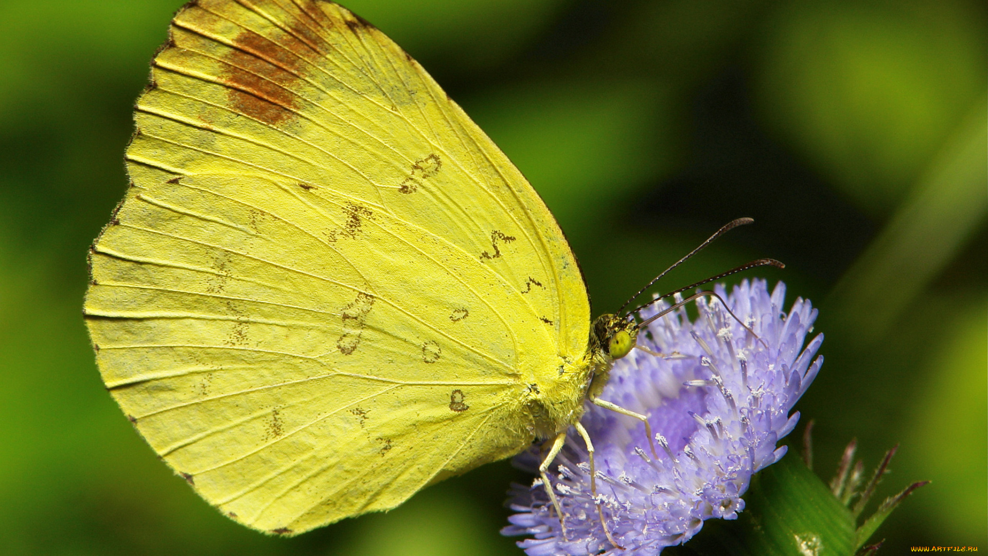 животные, бабочки, , мотыльки, , моли, крылья, itchydogimages, жёлтая, насекомое, макро, цветок, бабочка, усики