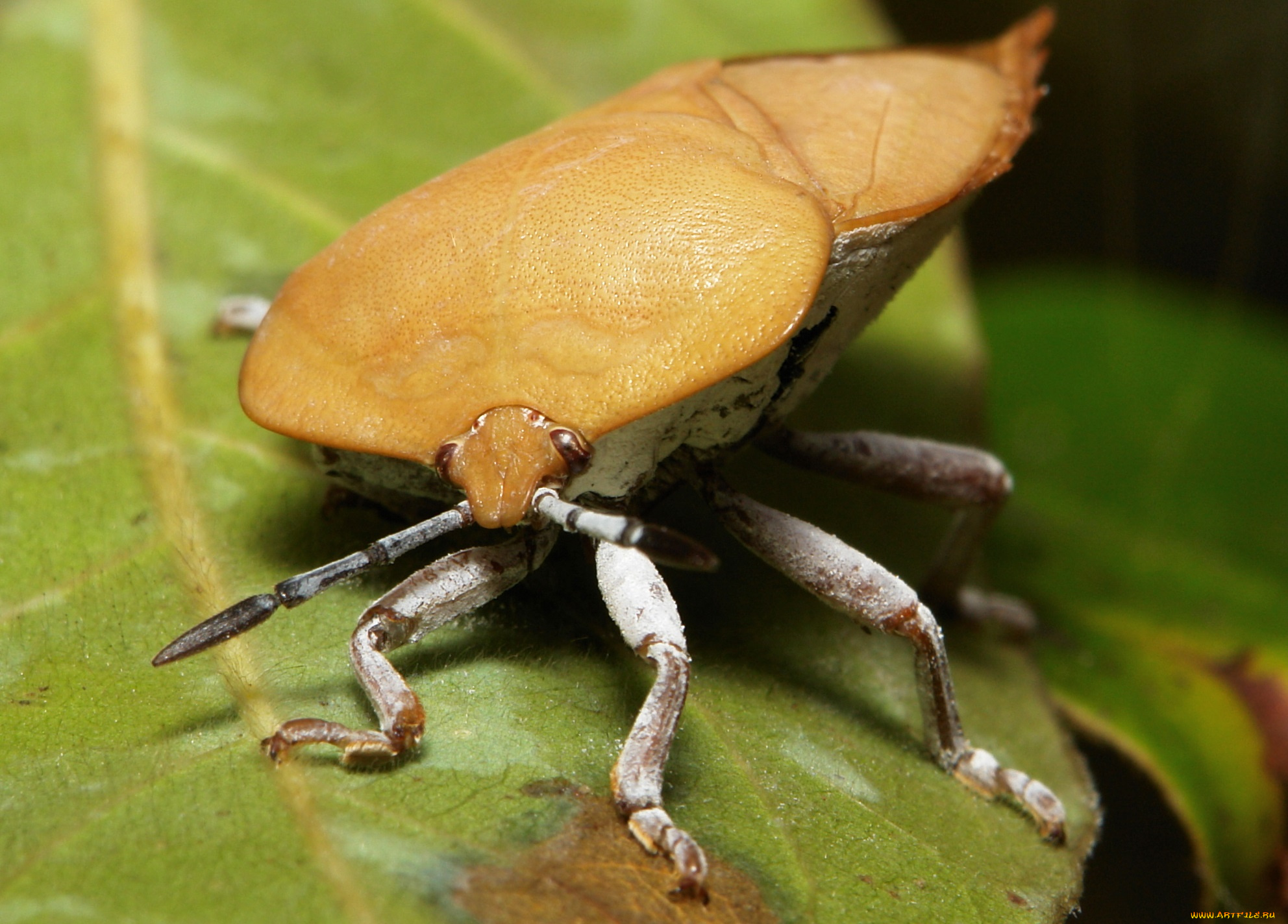 макро насекомое животное жук скачать