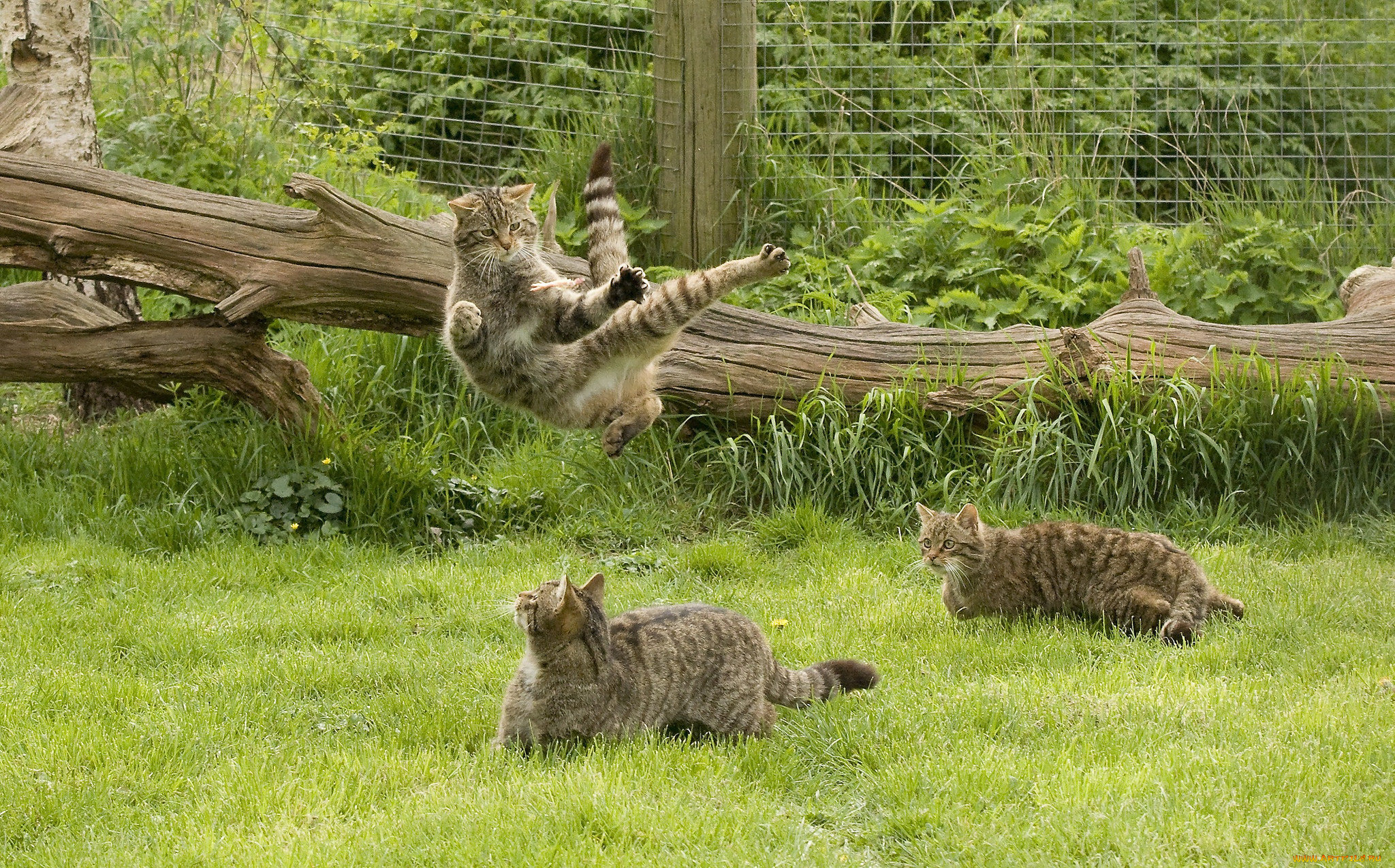 животные, коты, шотландская, дикая, кошка, the, scottish, wildcat, игры, кунг-фу, трава