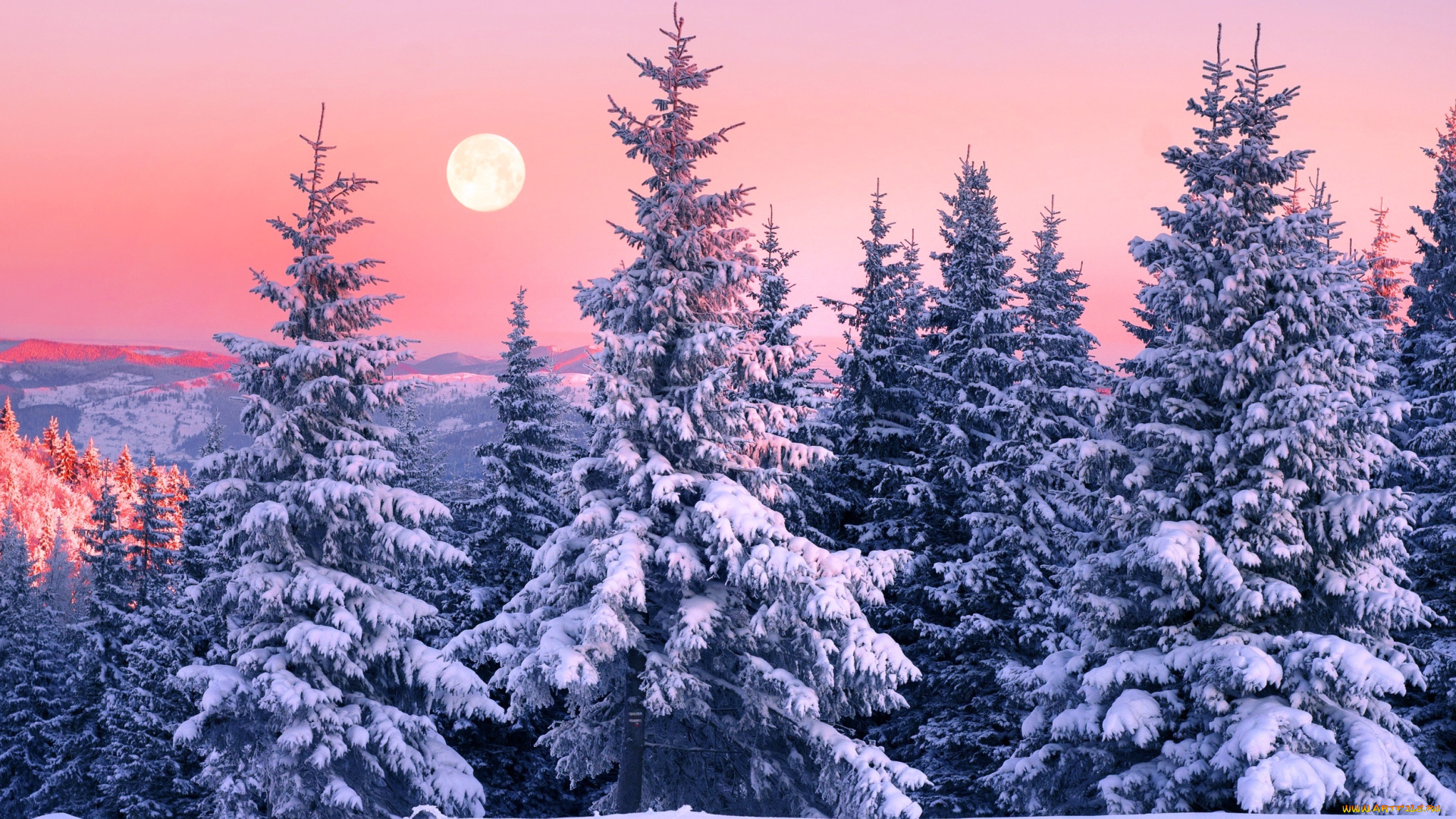 природа, лес, зима, горы, снег, карпаты, деревья, ели, луна