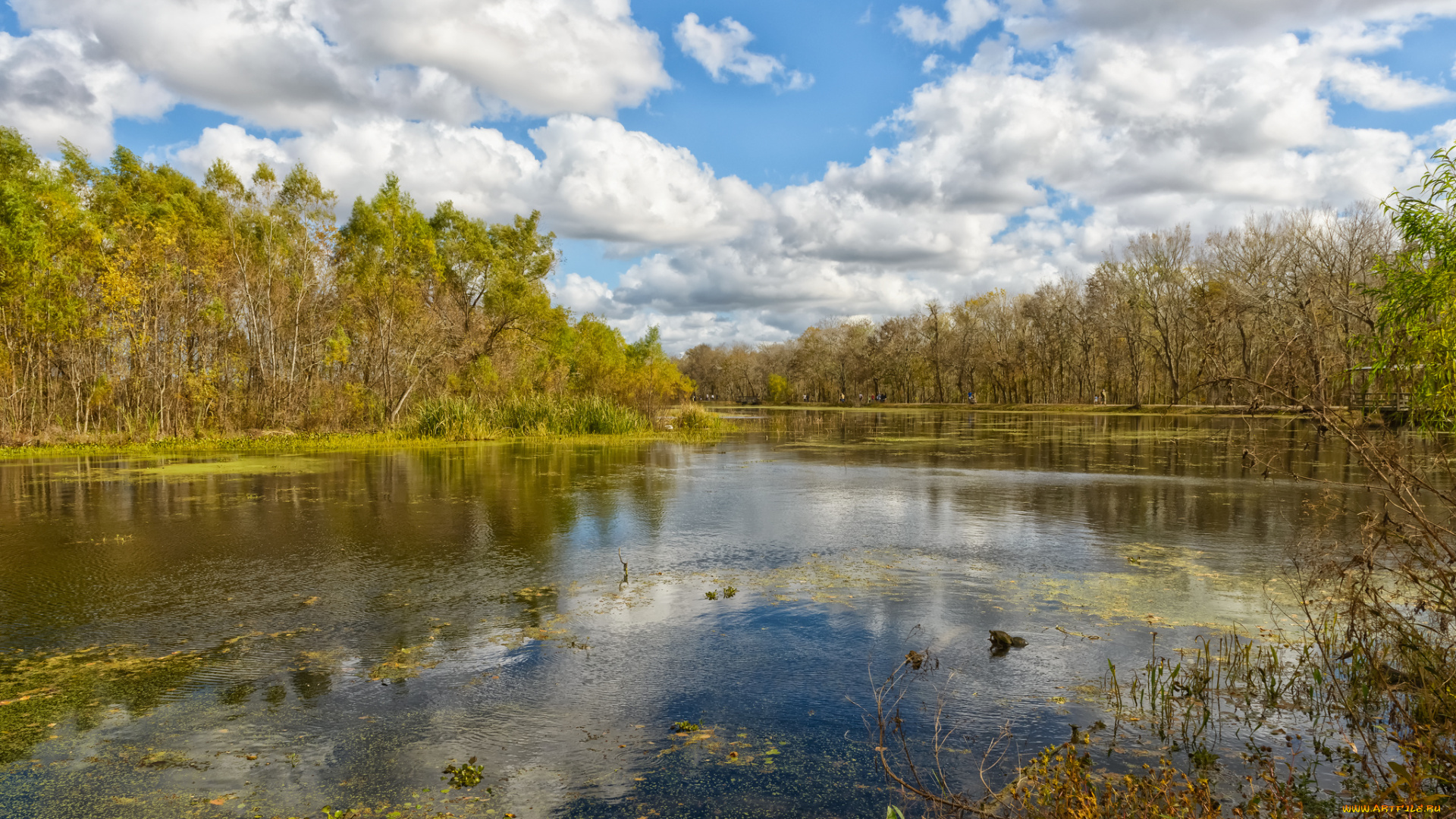 природа, реки, озера, река, лес