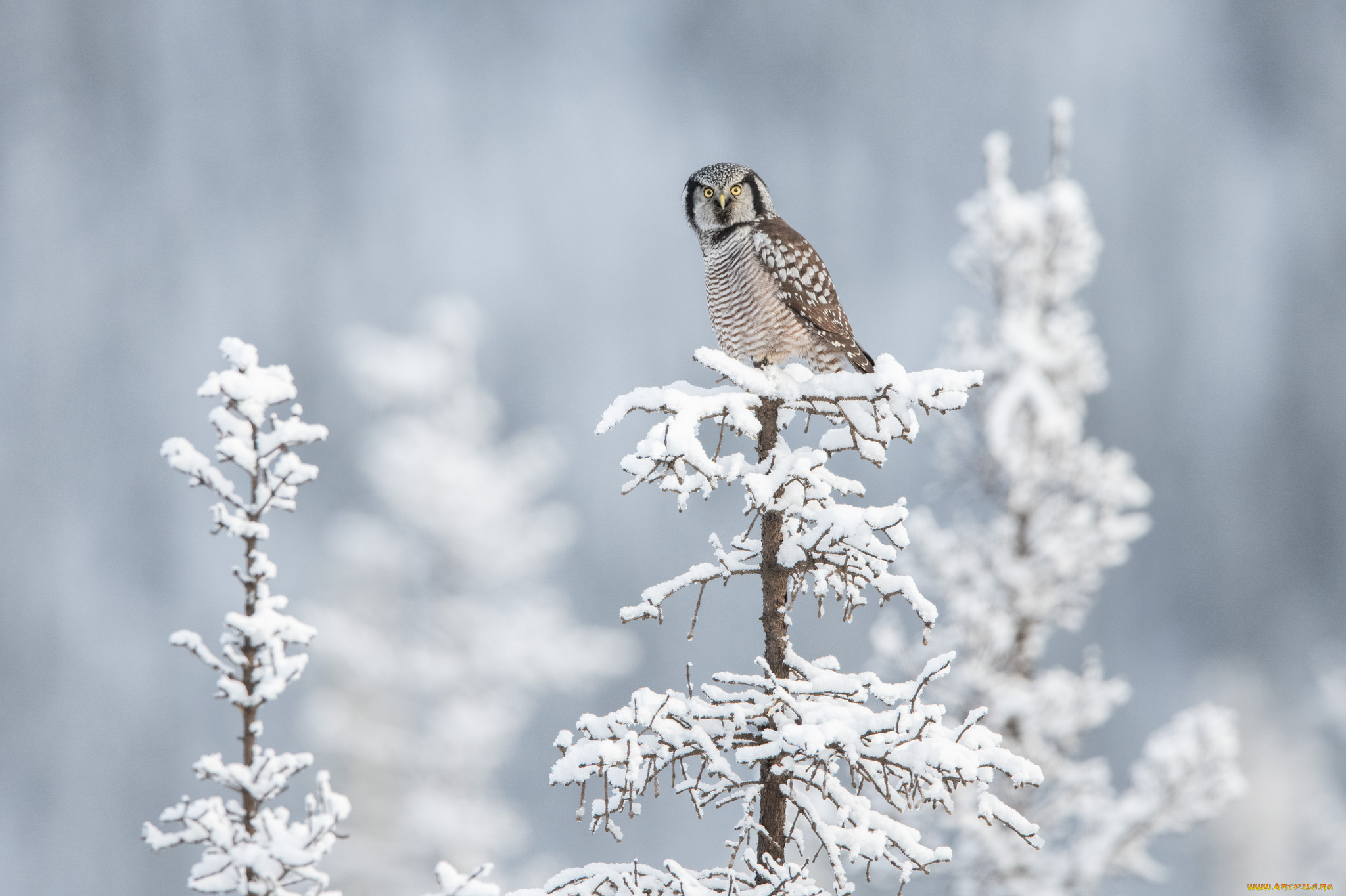 животные, сони, сова, деревья, снег, зима