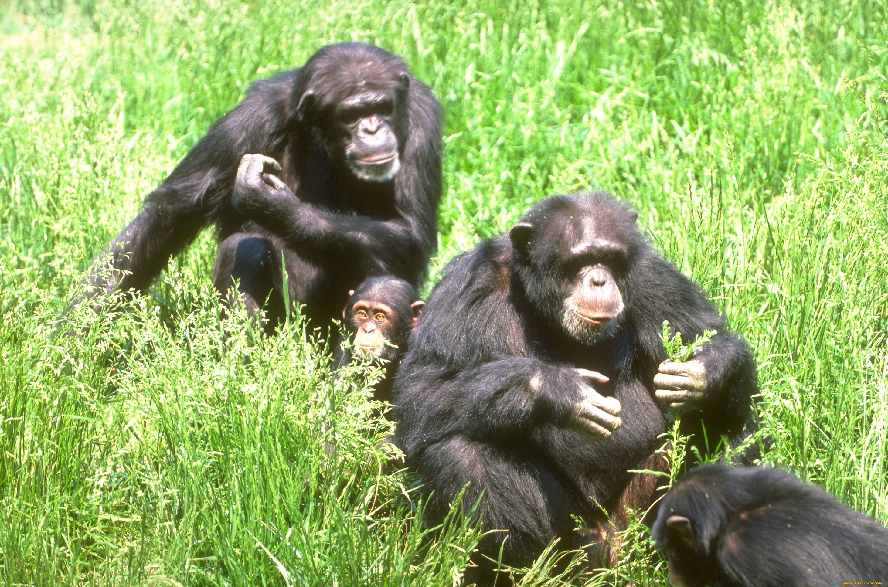 животные, обезьяны, детеныш, трава, шимпанзе