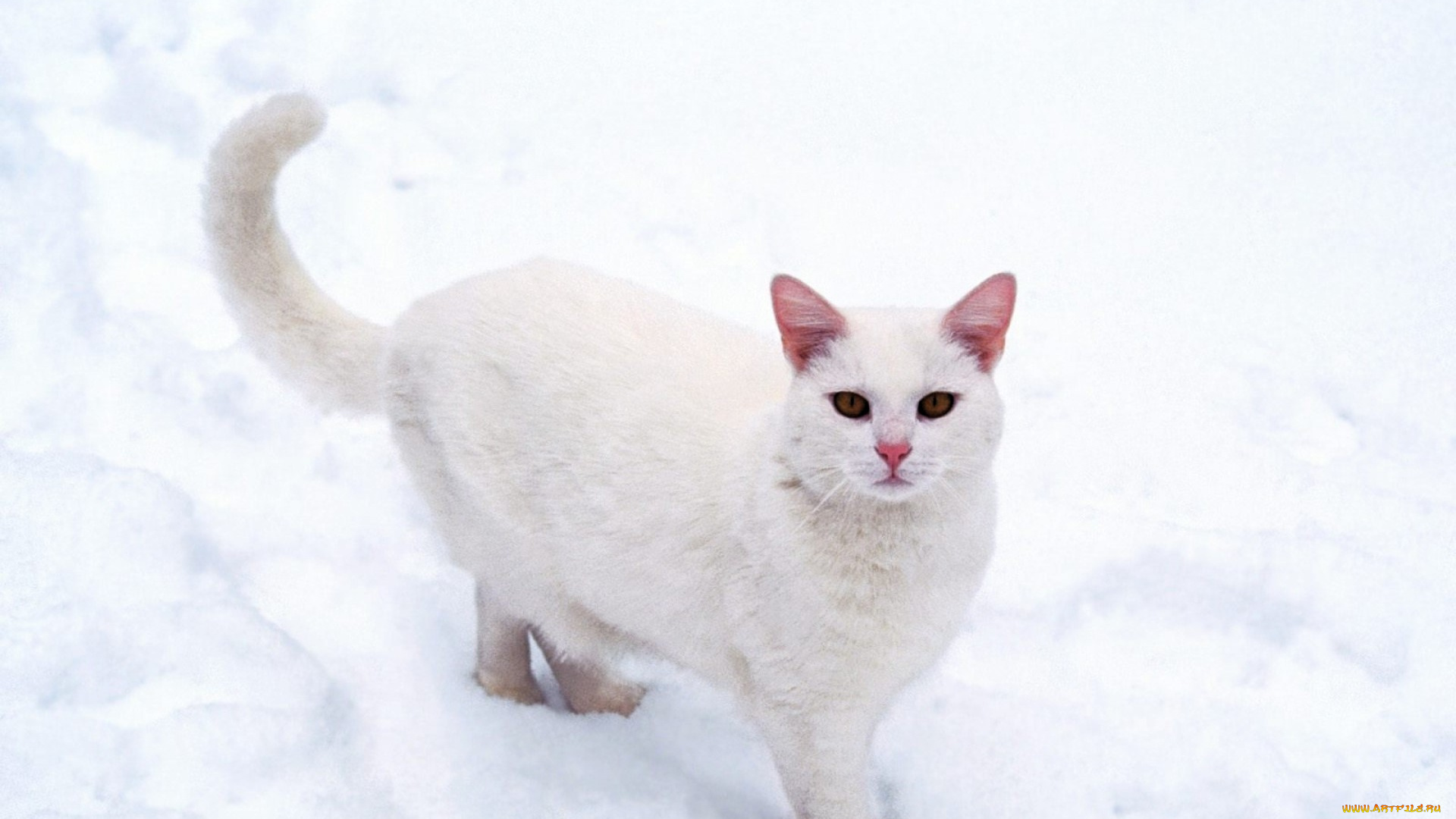 животные, коты, кот, белый, снег