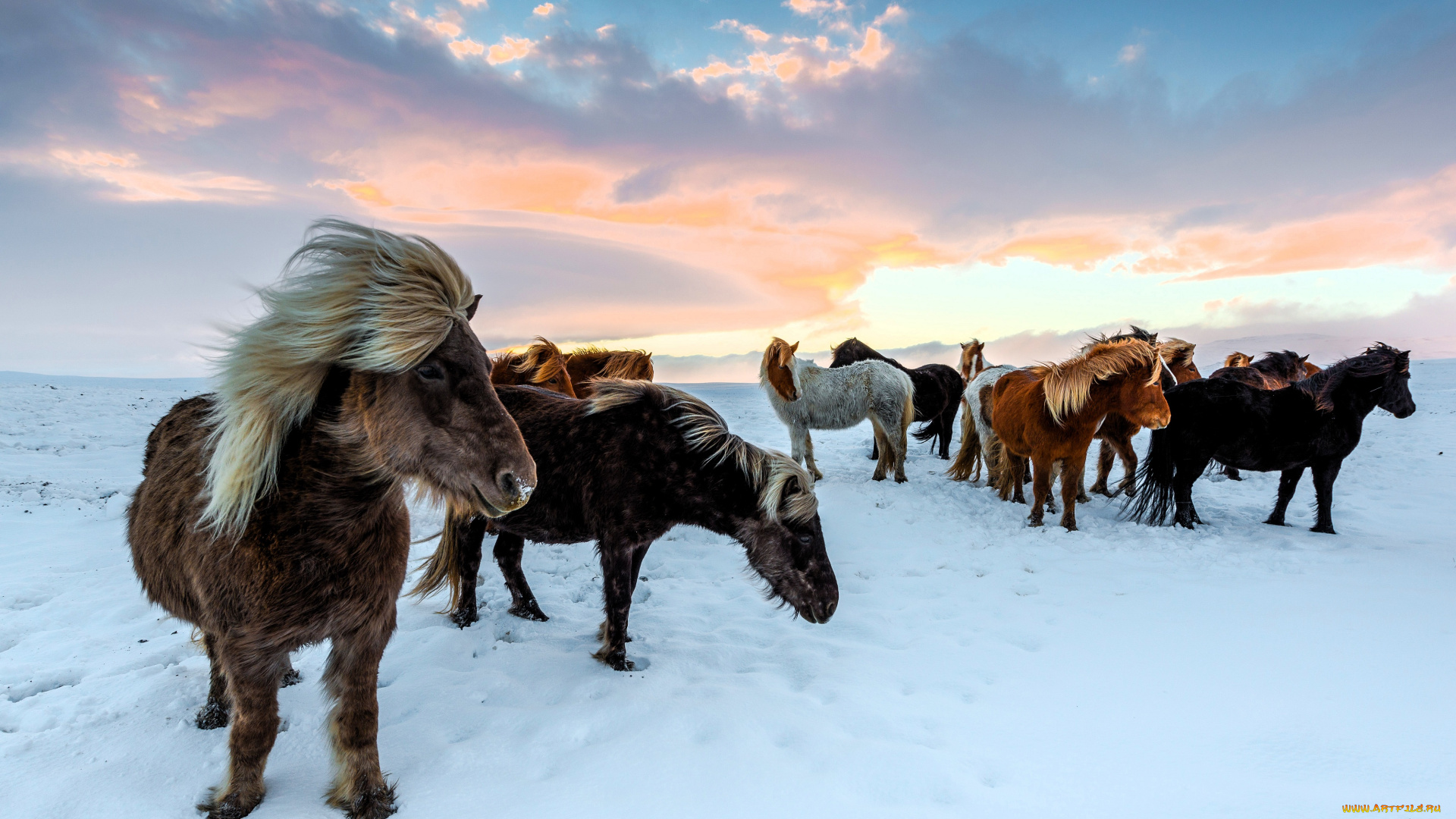 животные, лошади, табун, снег, облака