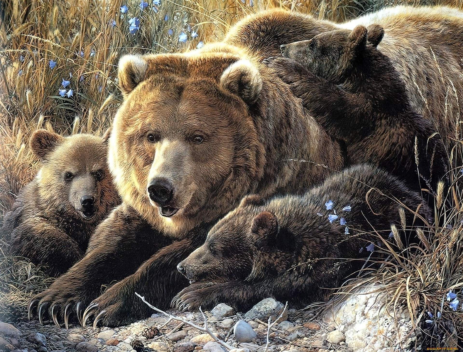 рисованное, животные, , медведи, медведица, медвежата, трава