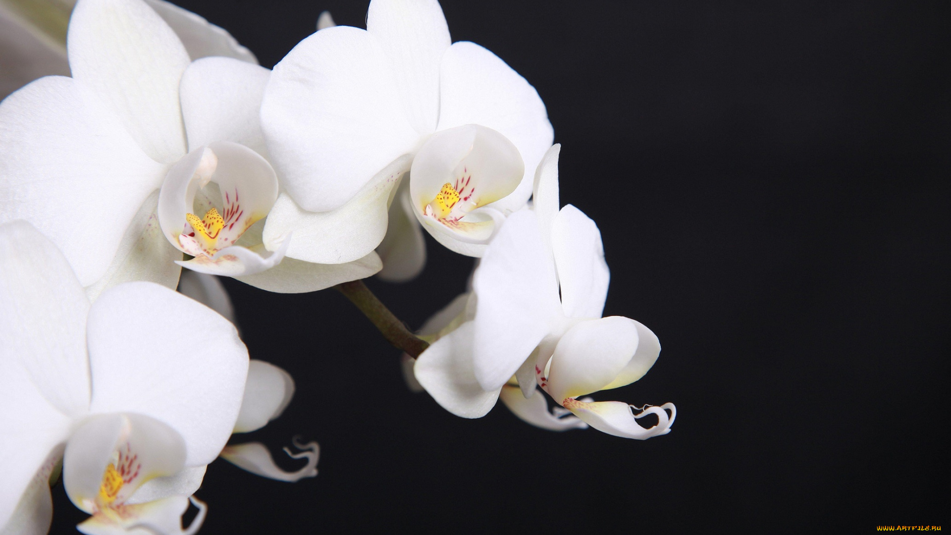 цветы, орхидеи, белые, веточка