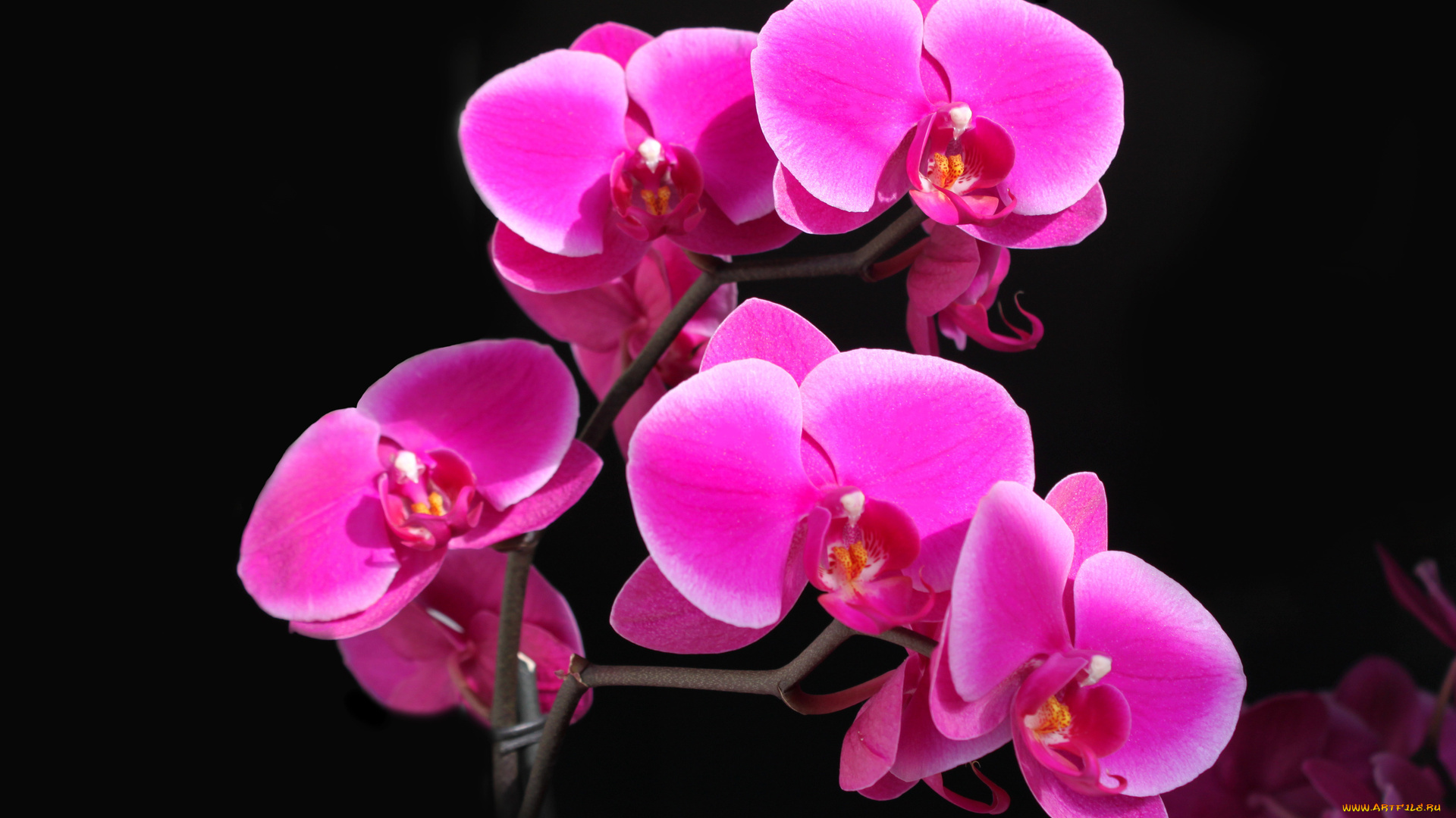 цветы, орхидеи, розовая, орхидея