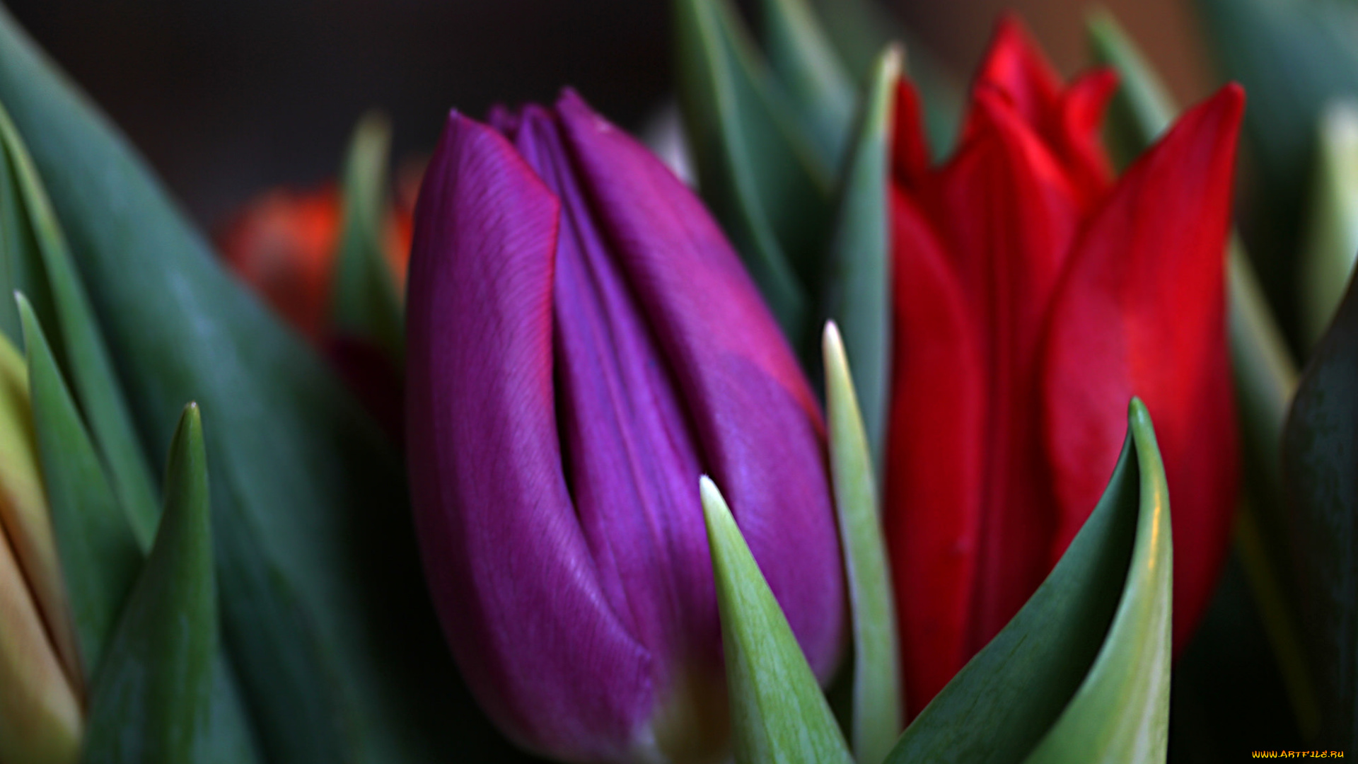цветы, тюльпаны, фиолетовый, красный