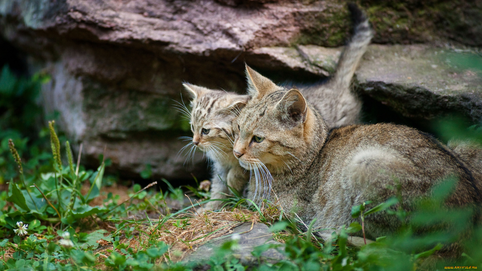 животные, дикие, кошки, лежит, серая, кошка, котенок