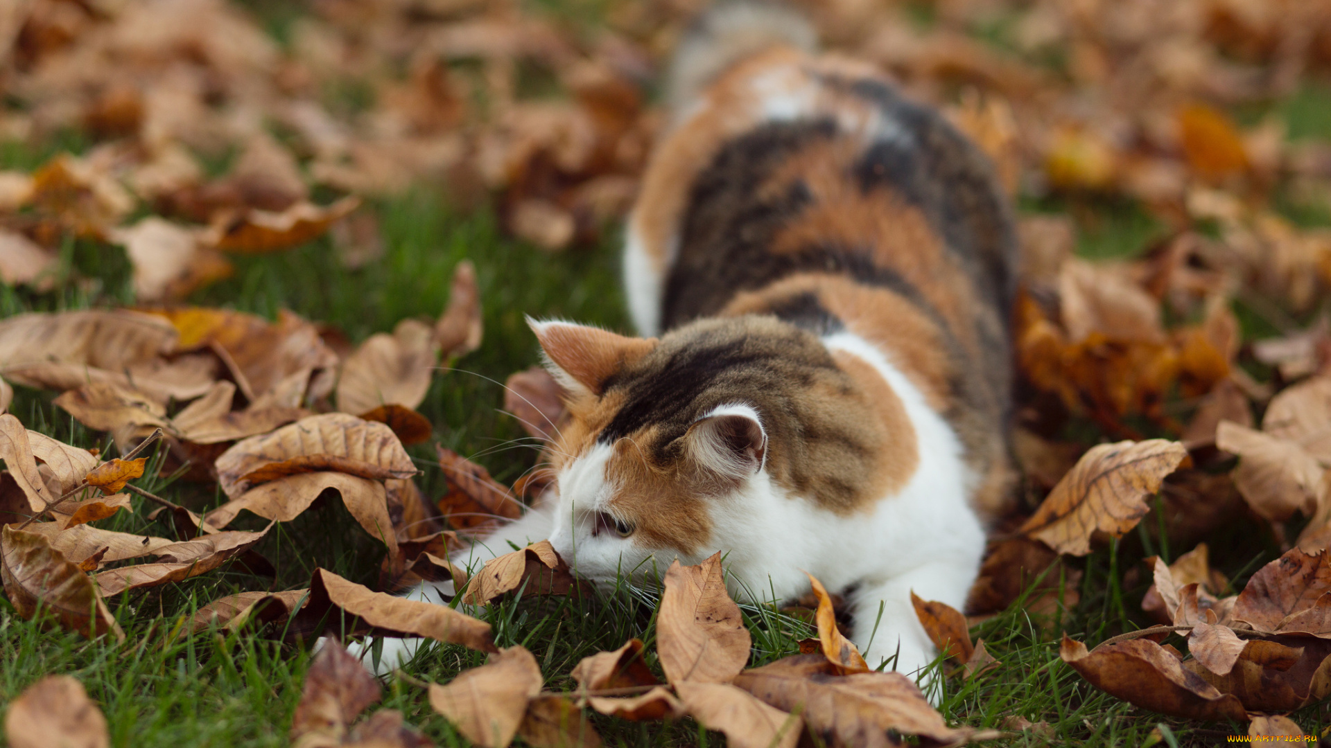 животные, коты, киса, листья, осень
