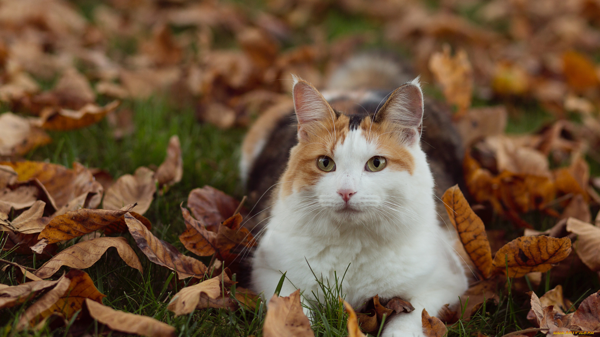 животные, коты, киса, листья, осень