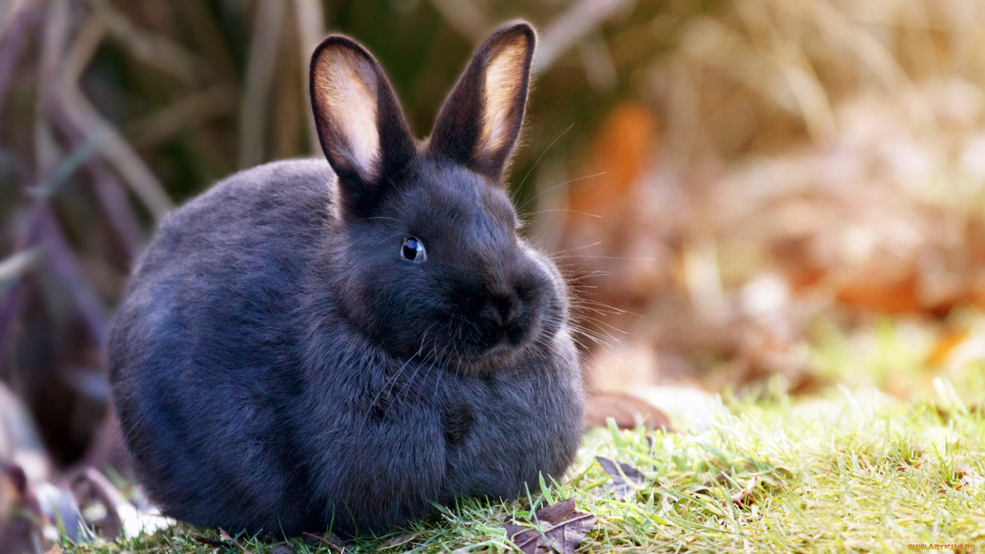 животные, кролики, , зайцы, кролик, природа, трава, шерсть, уши