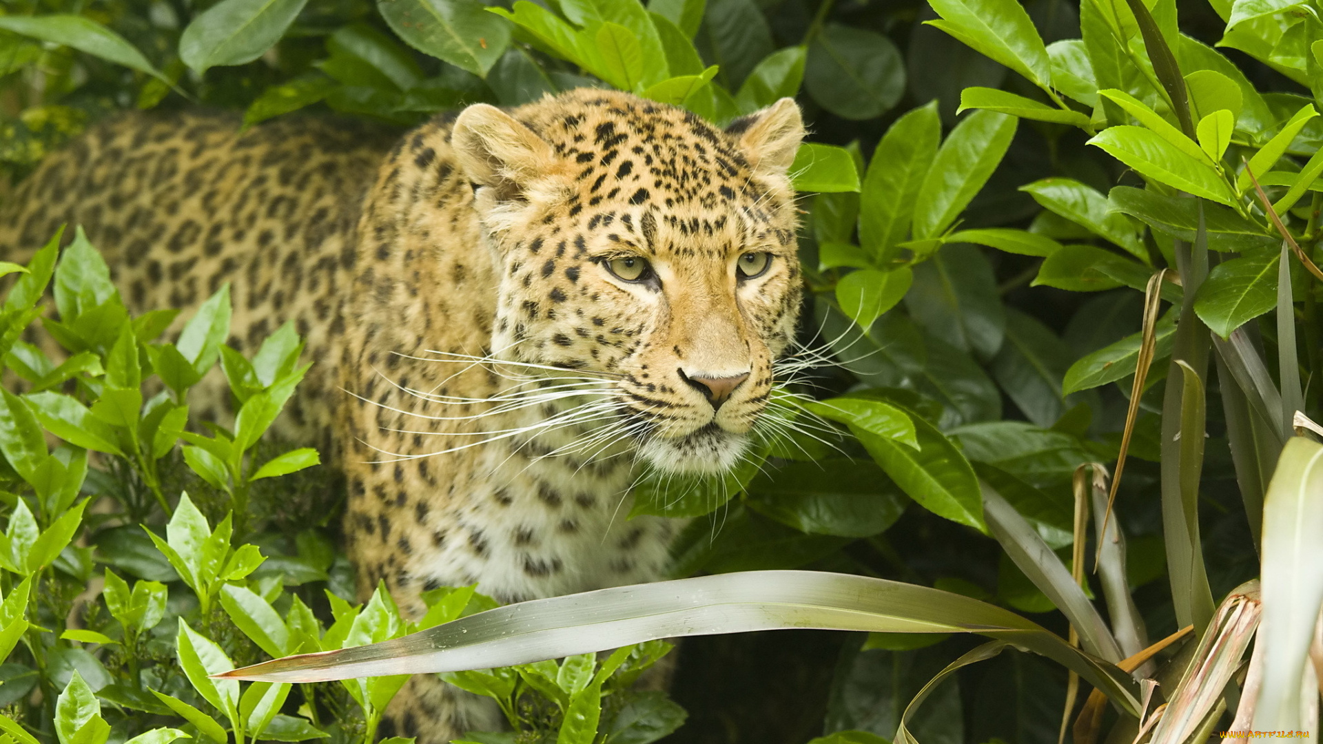 животные, леопарды, panthera, pardus, кустарник, морда, леопард