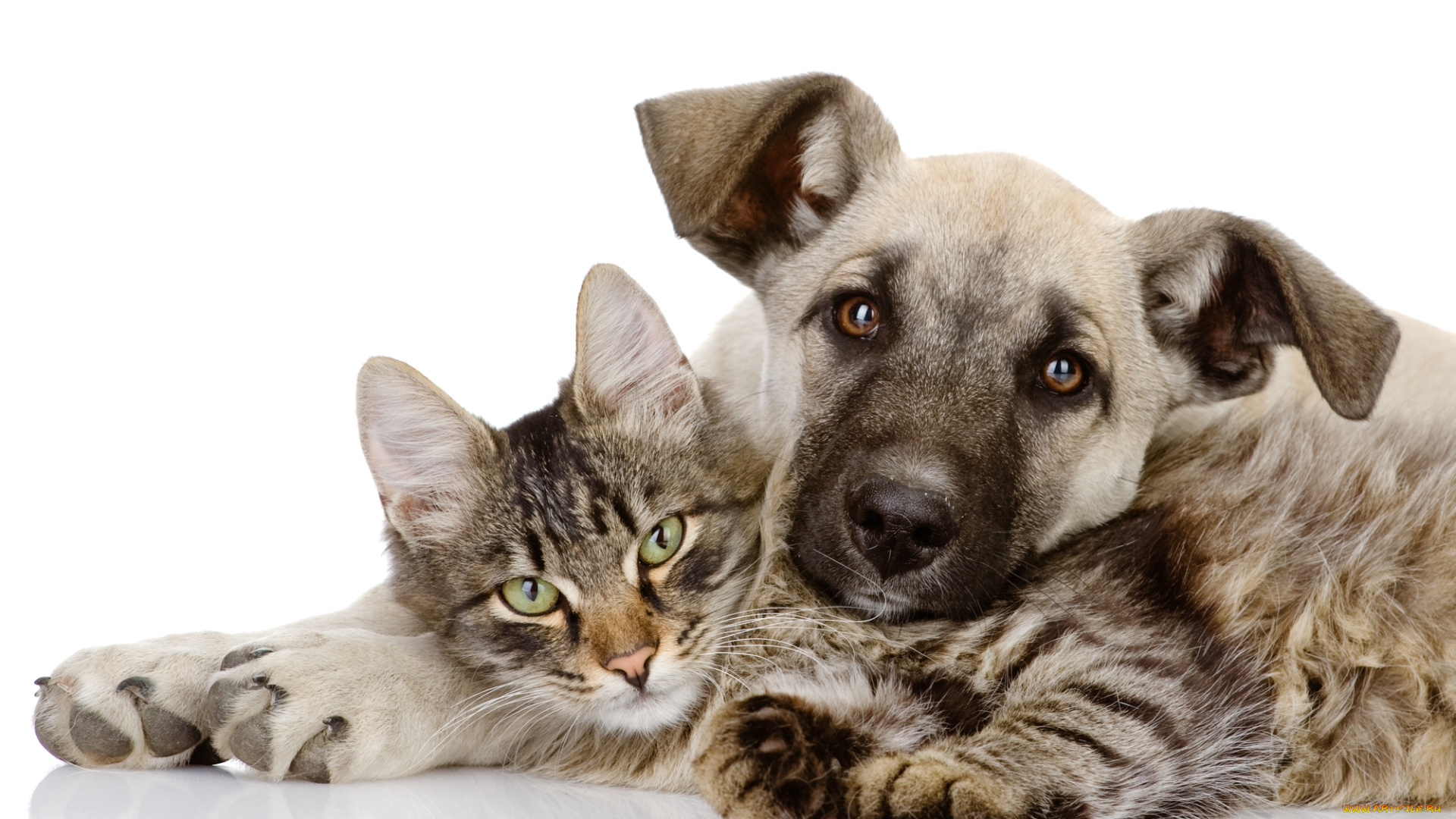 животные, разные, вместе, собака, кошка, вместе, щенок, котенок, любовь, обнимает
