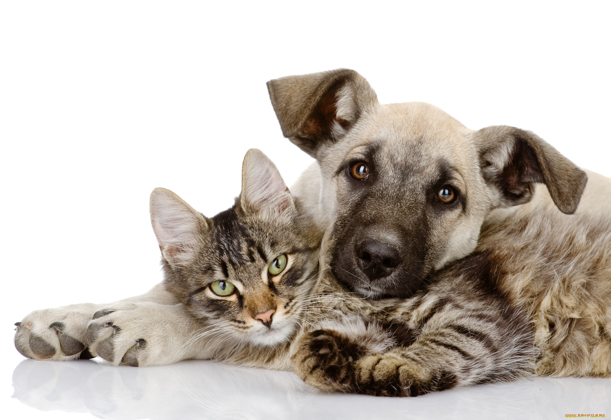 животные, разные, вместе, собака, кошка, вместе, щенок, котенок, любовь, обнимает