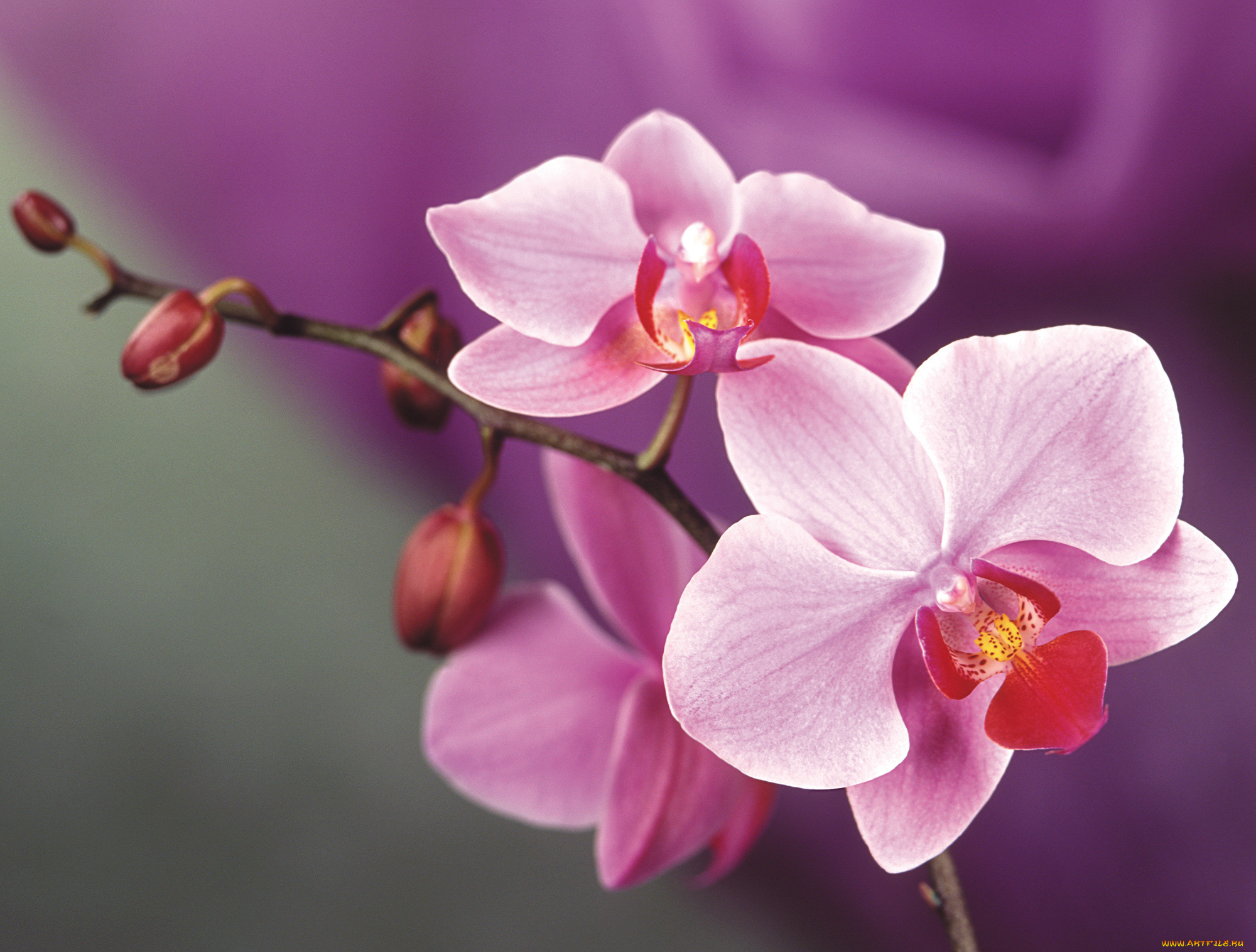 цветы, орхидеи, цветок, розовый, орхидея