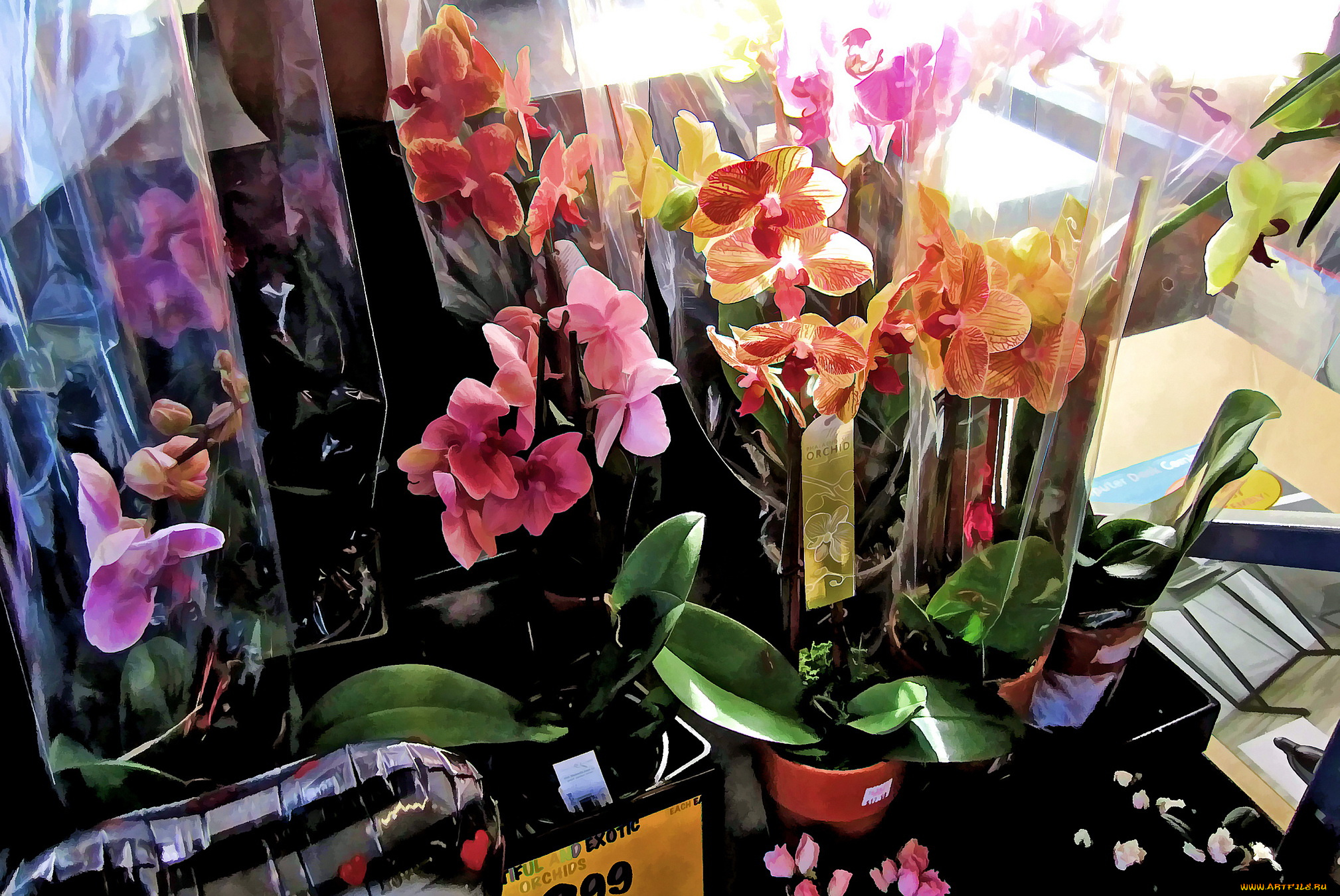 разное, компьютерный, дизайн, цветы, орхидеи