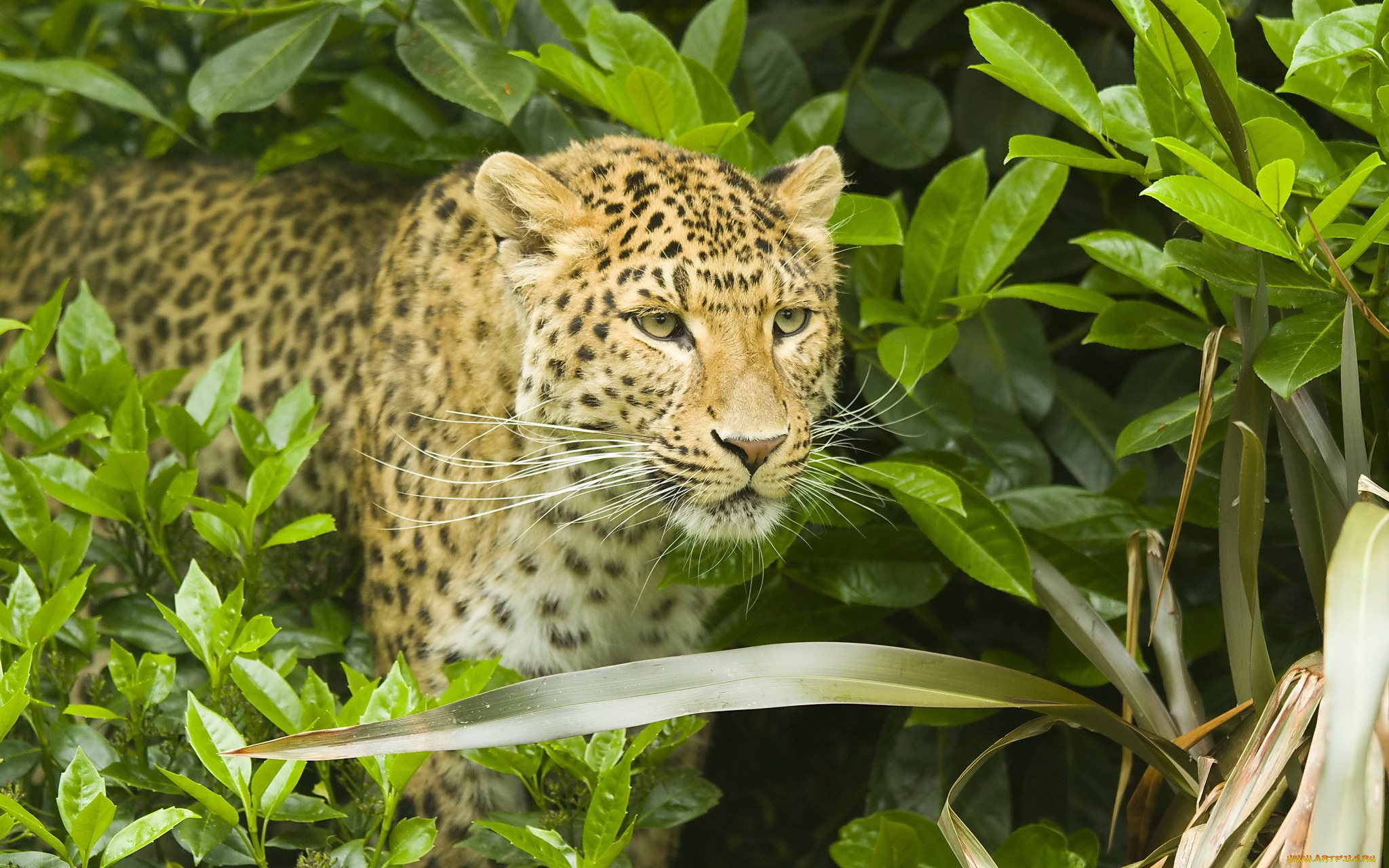 животные, леопарды, panthera, pardus, кустарник, морда, леопард