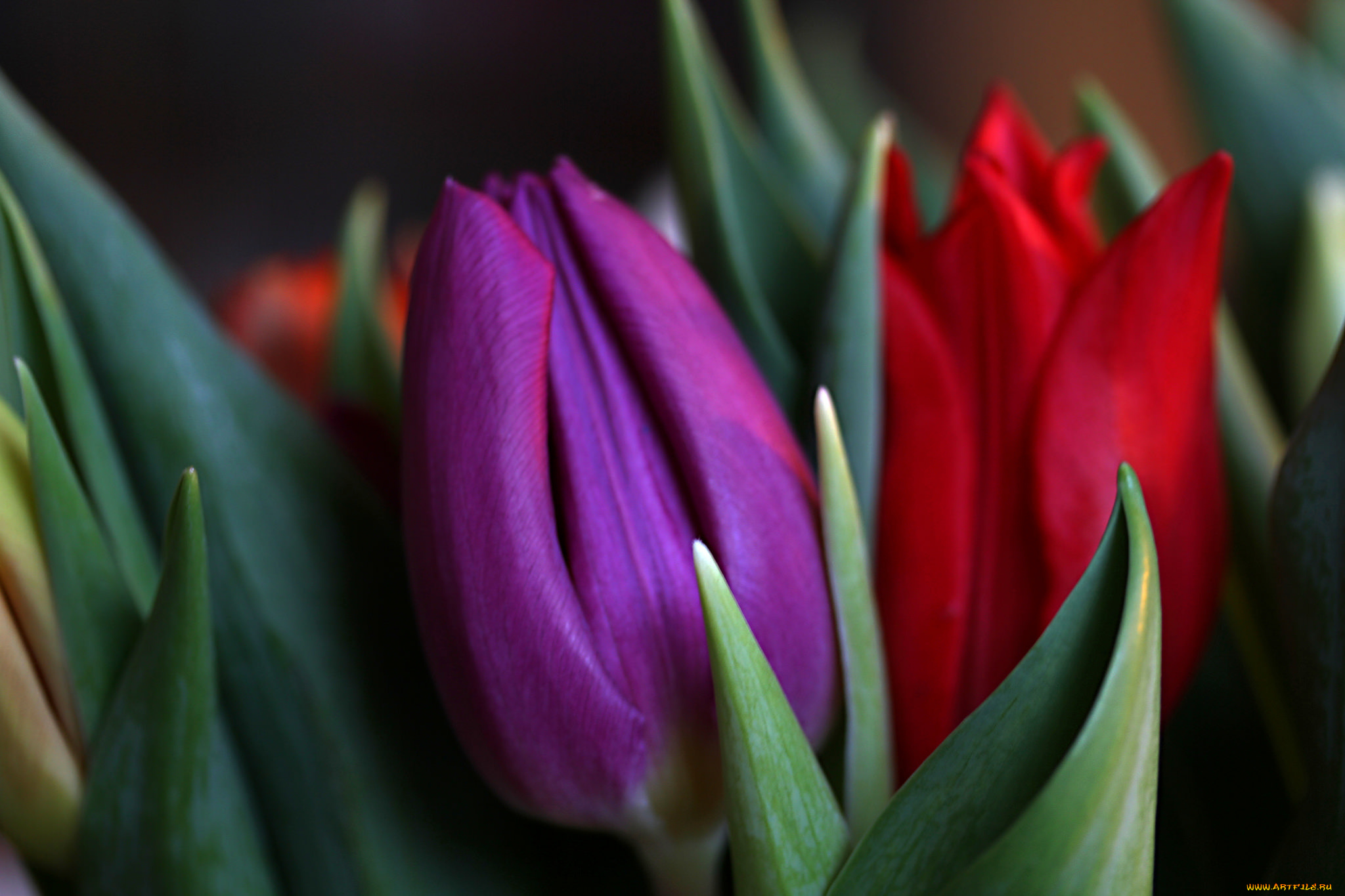 цветы, тюльпаны, фиолетовый, красный